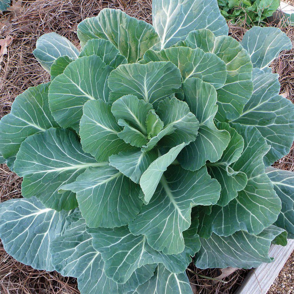 Georgia Southern Collards Seeds - Non-GMO Heirloom Greens for Southern Cooking | Perfect for Soups, Stews, and Traditional Southern Dishes
