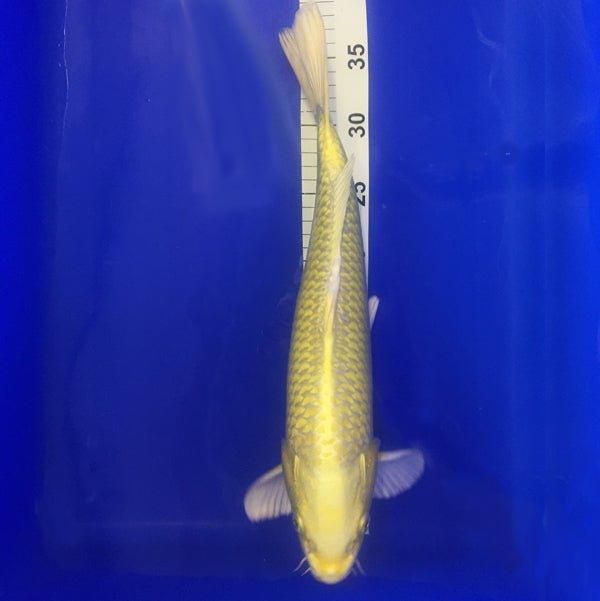 Lemon Yamabuki Ogon Koi Fish - Premium Japanese Koi for Ponds & Water Gardens - Perfect for Outdoor Decoration & Relaxation