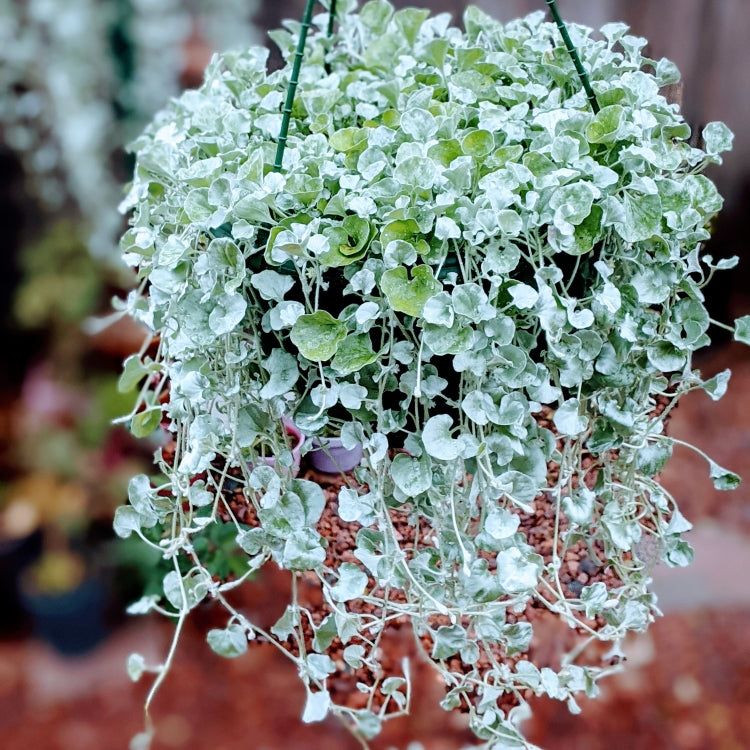 Dichondra Argentea Silver Falls - Large Trailing Hanging Basket Plant for Indoor & Outdoor Decor | Perfect for Porches, Patios, and Garden Landscaping