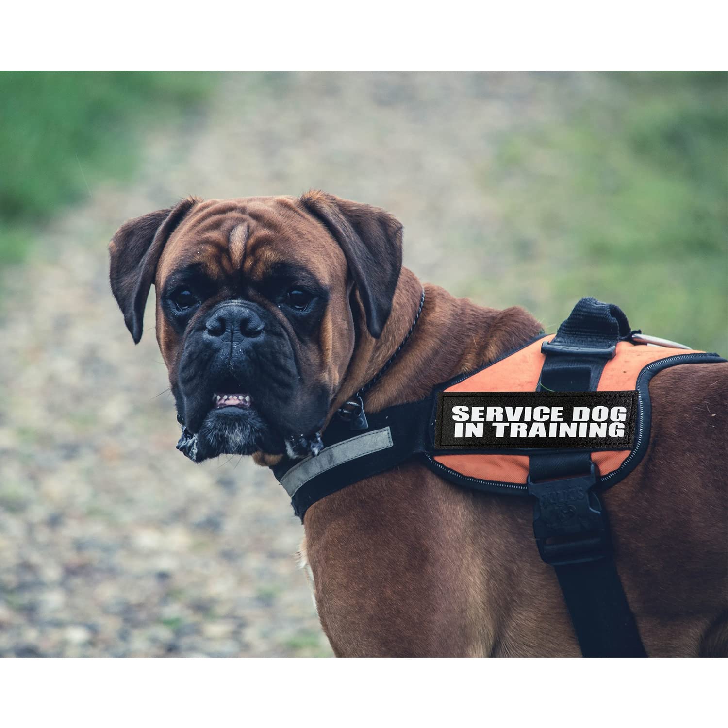 4 Pcs Reflective Dog Patches for Service Dog Vest - Tactical Hook Loop Harness Removable Patch Set with Velcro - Embroidered 