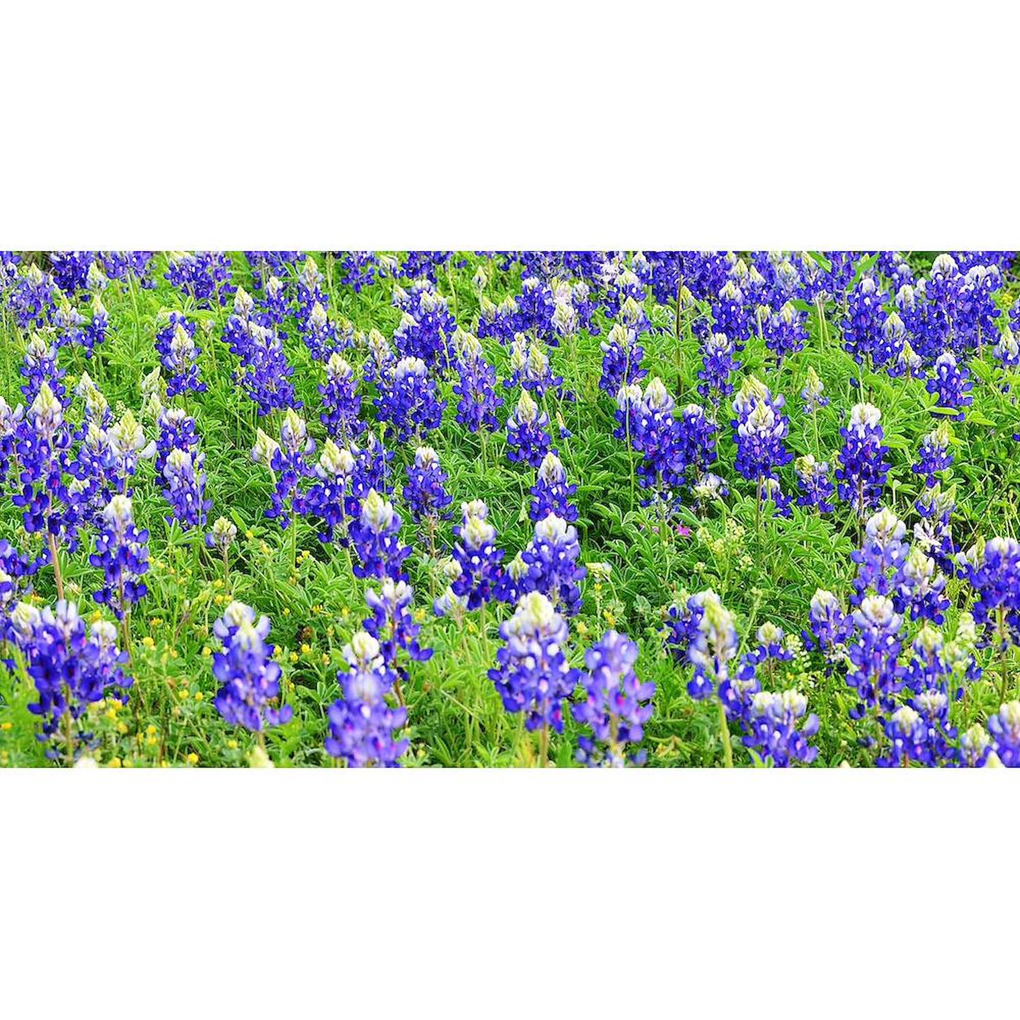 Bluebonnets Flower Car Aluminum License Plate - Custom Front Vanity Tag for Cars, Trucks & Vans - Perfect for Texas Pride & Road Trips
