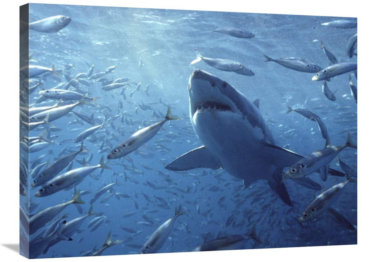 Great White Shark with Schooling Fish Canvas Art Print - 32x24 Inch - Digitally Enhanced Ocean Wildlife Wall Decor - Perfect for Living Room, Office or Beach House