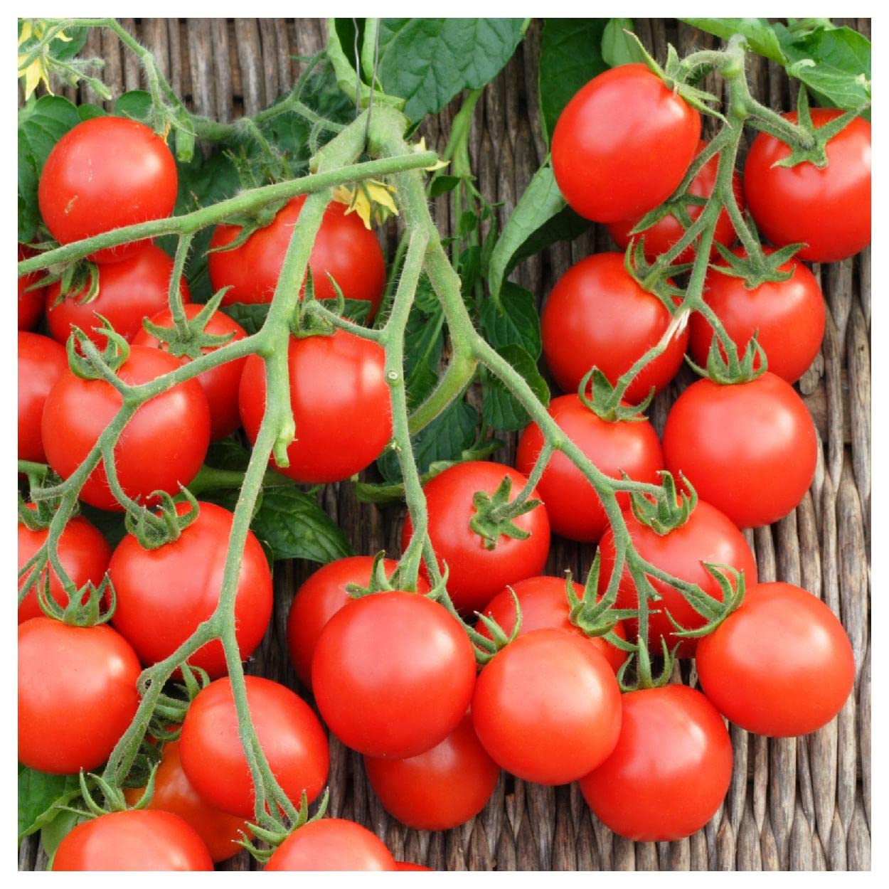 Everwilde Farms - 1 Oz Small Red Cherry Tomato Seeds - Non-GMO, Heirloom, High Yield - Perfect for Home Gardens, Greenhouses & Container Planting