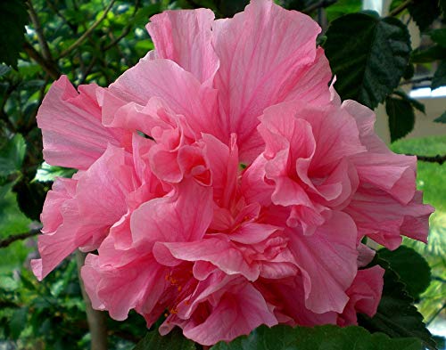 20x30 Inch Laminated Hibiscus Flower Poster - Vibrant Marshmallow Plant Bloom Wall Art Decor for Living Room, Bedroom & Office - Ready to Frame