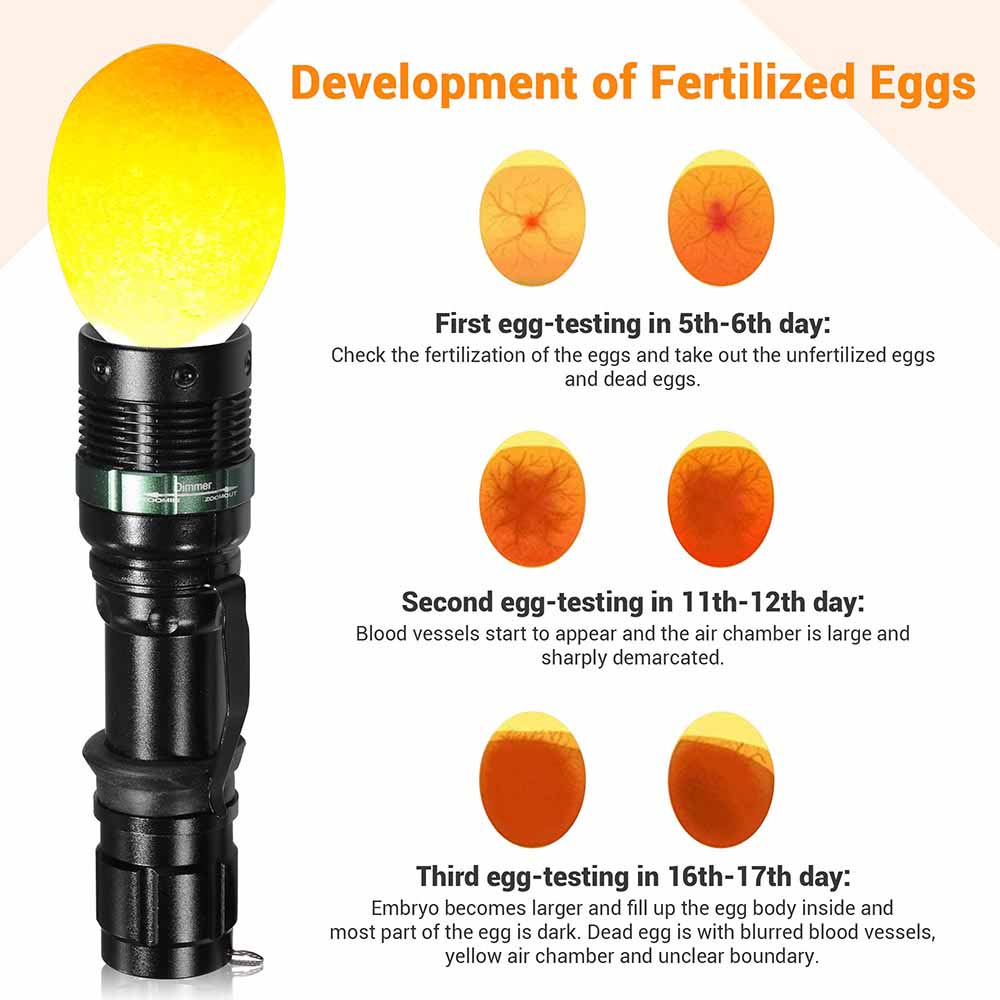 5W Cool Light LED Egg Candler - Handheld Egg Tester Torch for Poultry Farmers, Hatching Chicken Ducks & Quail Eggs (Perfect for Backyard Farming & Egg Incubation)