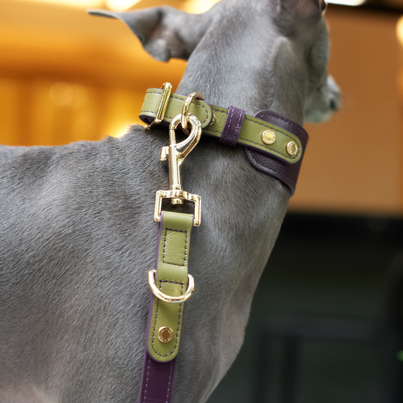 Hands-Free Dog Leash for Walking & Training - Adjustable No-Pull Pet Leash with Comfortable Padding - Perfect for Running, Hiking & Outdoor Adventures