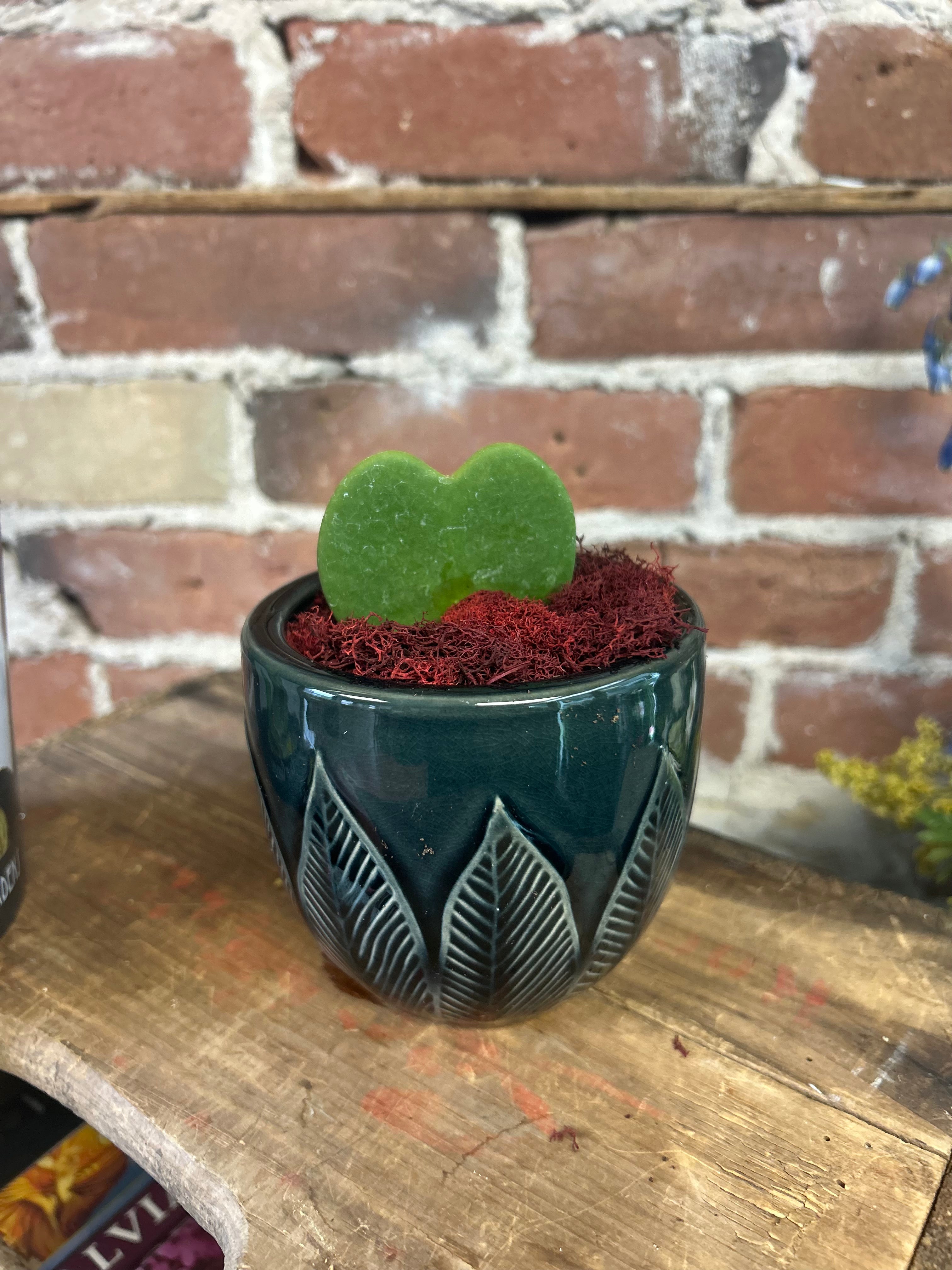 Hoya Heart Succulent Plant - Live Hanging Houseplant for Home & Office Decor | Perfect for Indoor Gardens, Gifts, and Plant Lovers