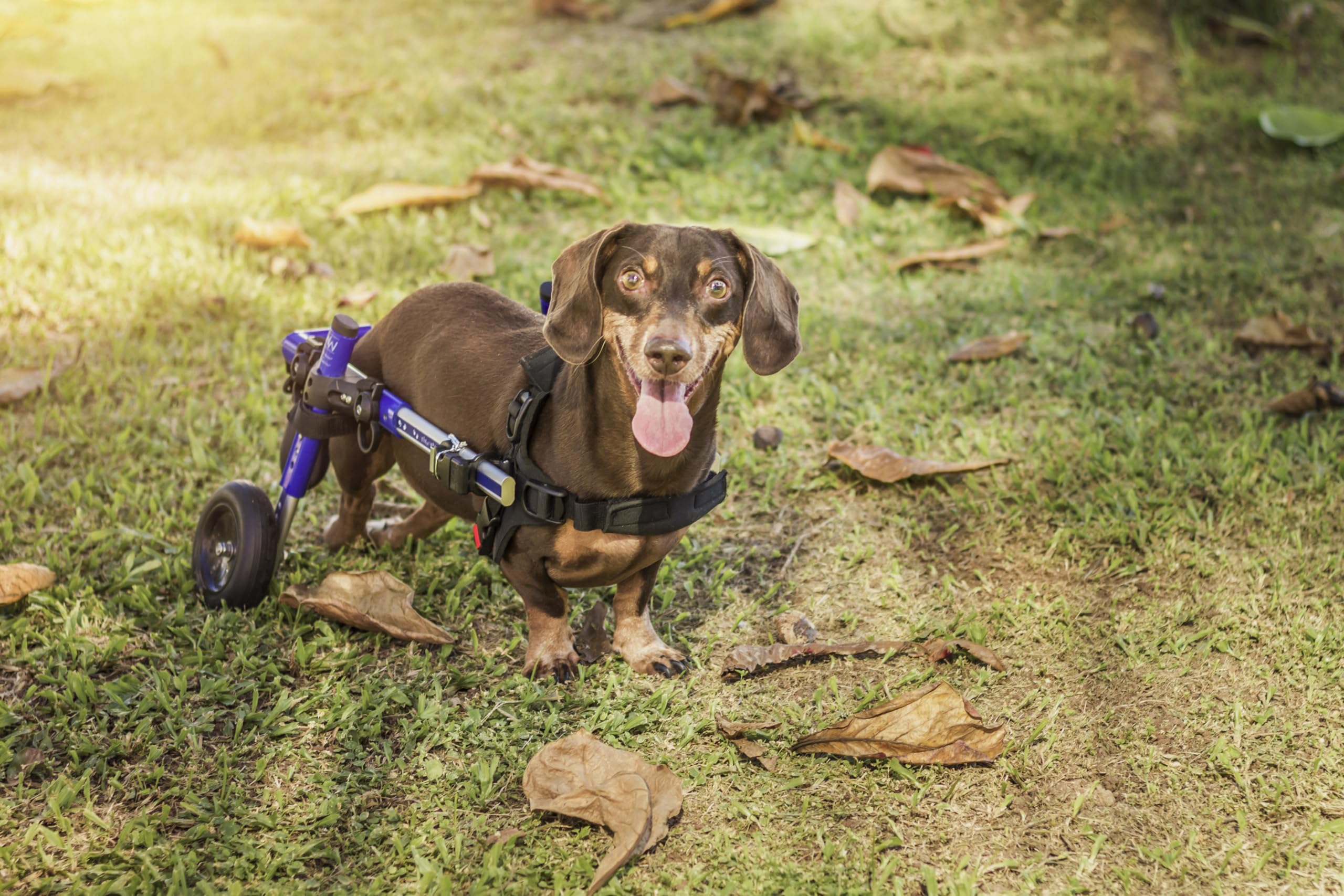Dachshund Wheelchair for Small Dogs 2-30+ lbs - Vet Approved Rear Leg Support - Adjustable Dog Wheelchair for Mobility & Rehabilitation - Perfect for IVDD, Arthritis & Disabled Pets