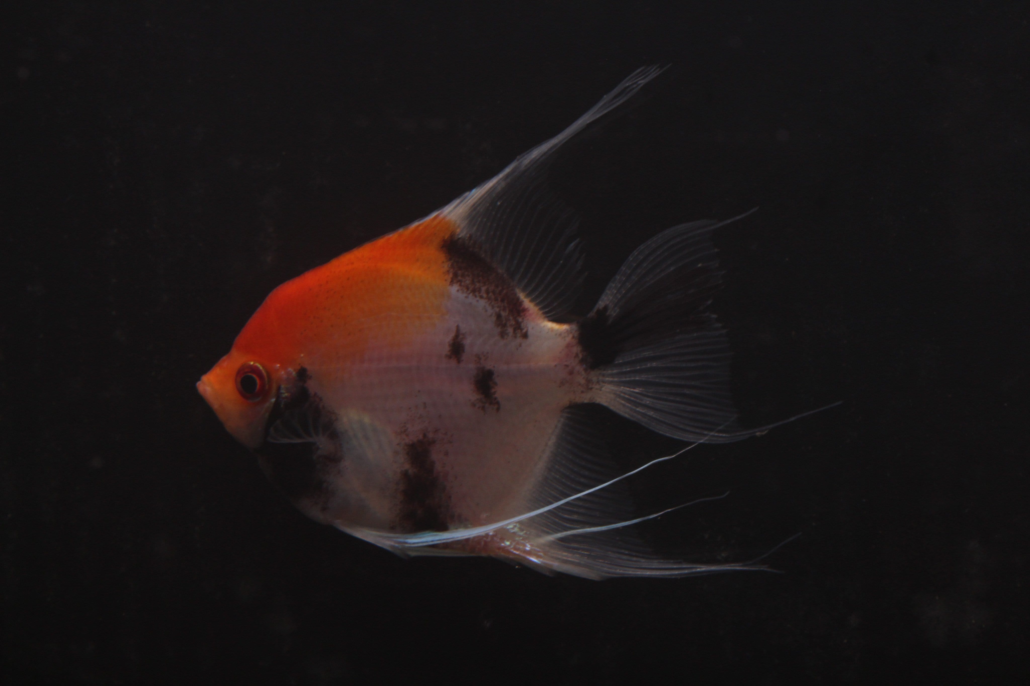 Premium Koi Angelfish (Pterophyllum Scalare) - Live Tropical Fish for Aquariums | Perfect for Home & Office Aquascaping