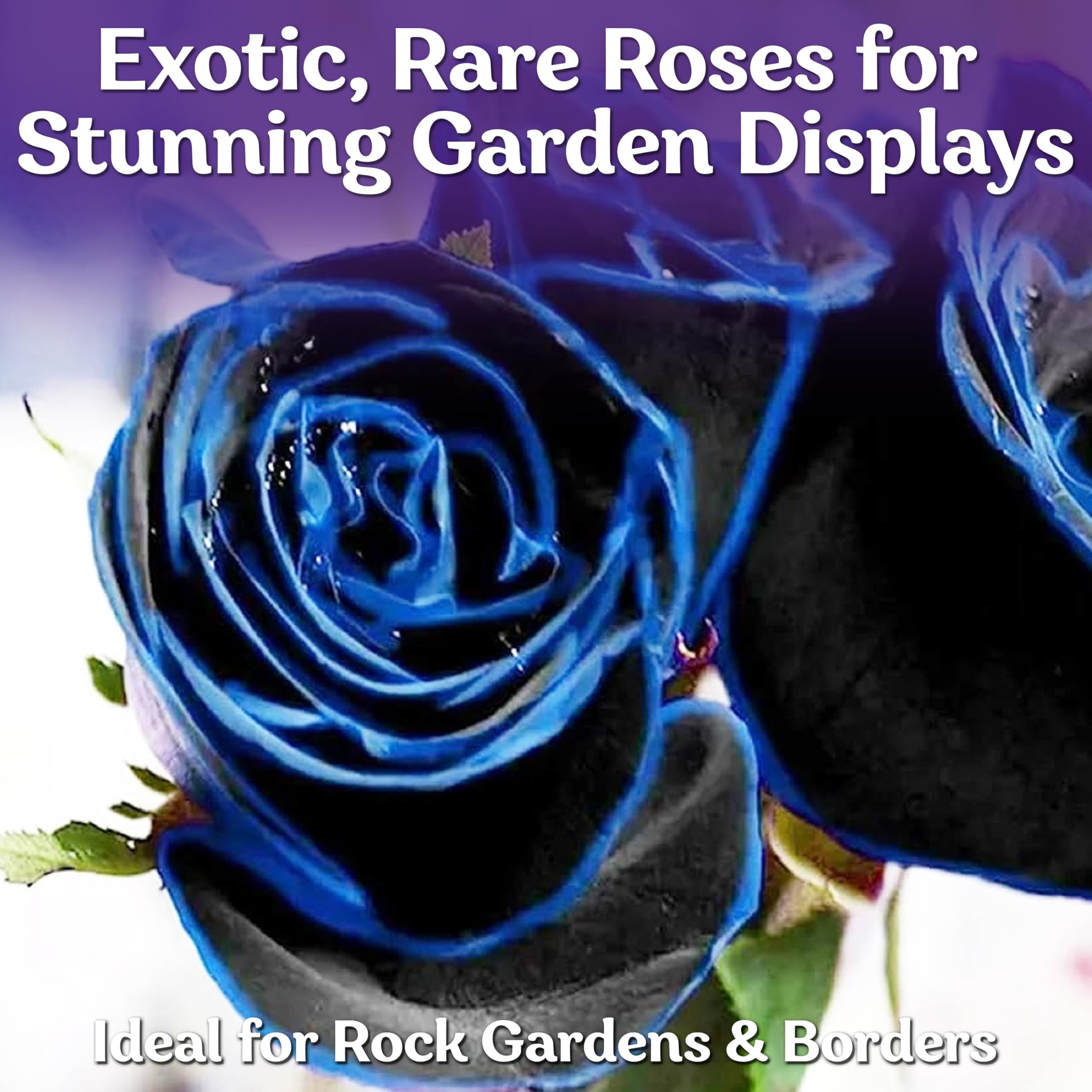 KVITER 20 Midnight Supreme Rose Seeds - Dark Blue Fragrant Perennial Roses for Bouquets | Outdoor Garden & Container Planting | Perfect for Wedding Decor, Landscaping & Gift Giving