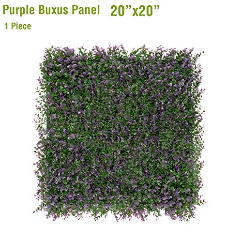 Purple Buxus