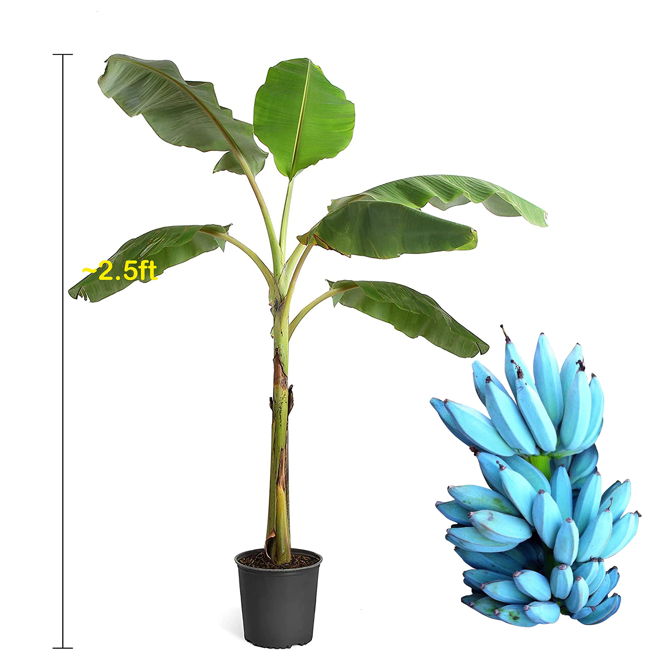 Ice Cream Banana Plant (Blue Java Banana) - Live Fruit Tree 1-2ft Tall (Matures to 2-3ft) - Perfect for Home Gardens, Tropical Landscaping & Fresh Banana Production