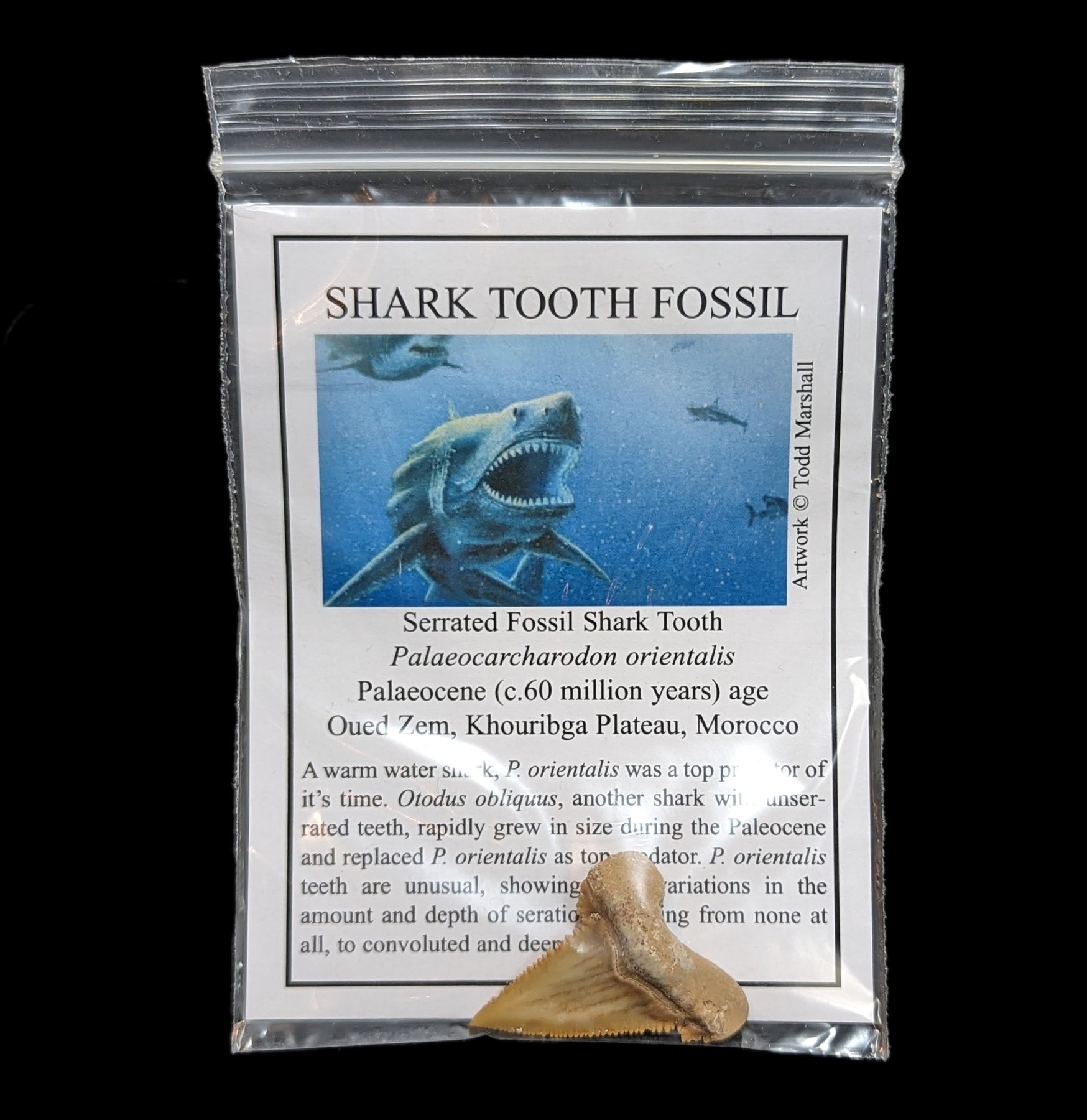 Authentic Palaeocarcharodon Shark Tooth Fossil with Certificate - Perfect for Fossil Collectors, Science Education & Home Decor Display