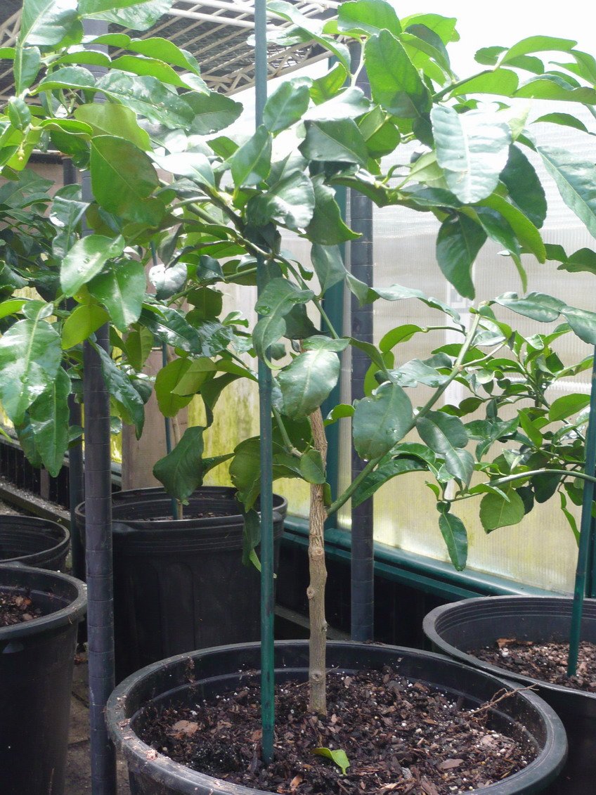 Grafted Semi-Dwarf Thai Kaffir Lime Tree (Makrut) - Fresh Citrus for Cooking, Cocktails & Asian Cuisine - Perfect for Home Gardens & Indoor Planting