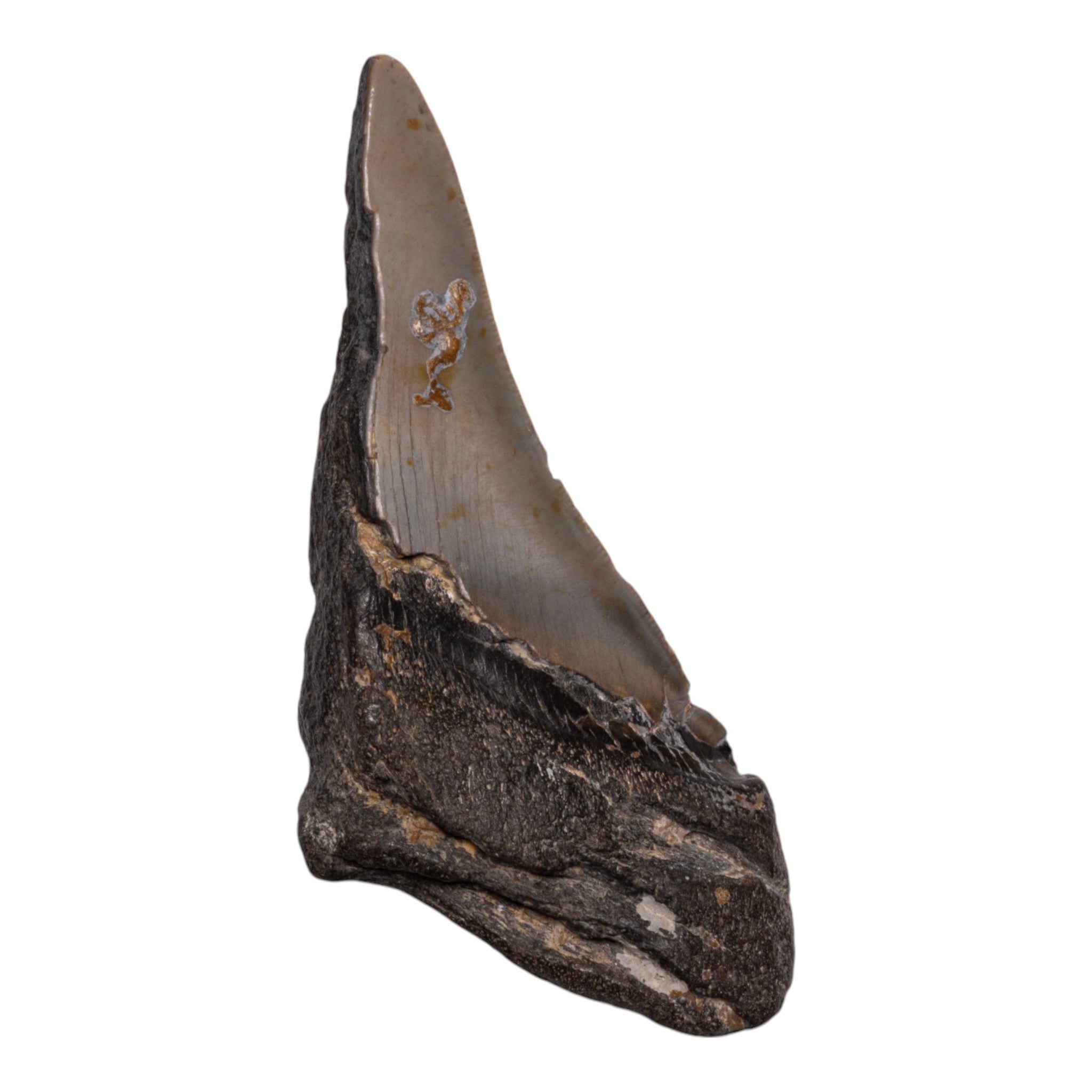 Genuine Megalodon Shark Tooth Fossil - Authentic Collector's Specimen for Home Decor, Jewelry Making & Paleontology Enthusiasts