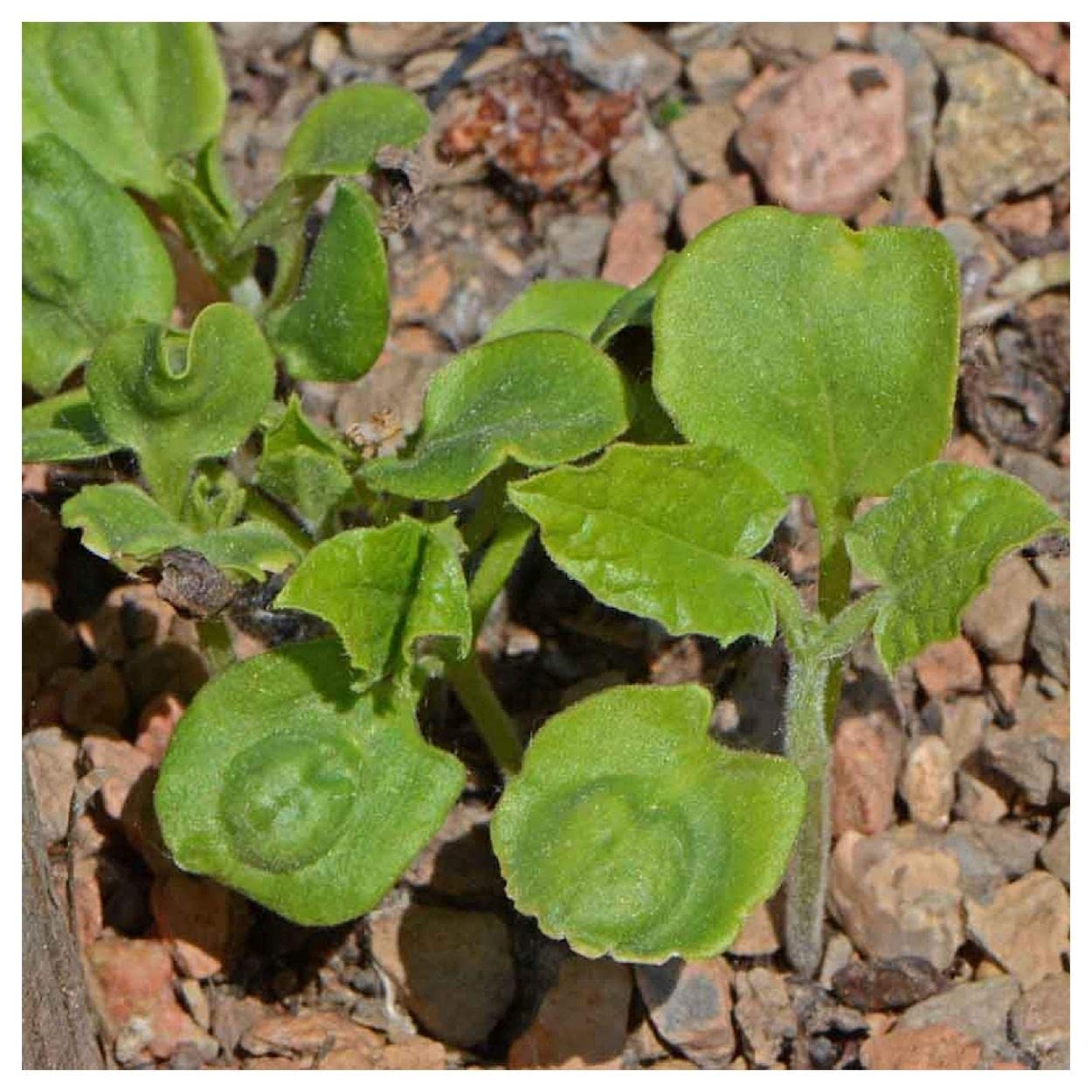 Everwilde Farms - 1 Oz Black-Eyed Susan Vine Wildflower Seeds (Thunbergia Alata) - Premium Gold Vault Packaging - Perfect for Garden Borders, Trellises & Butterfly Gardens