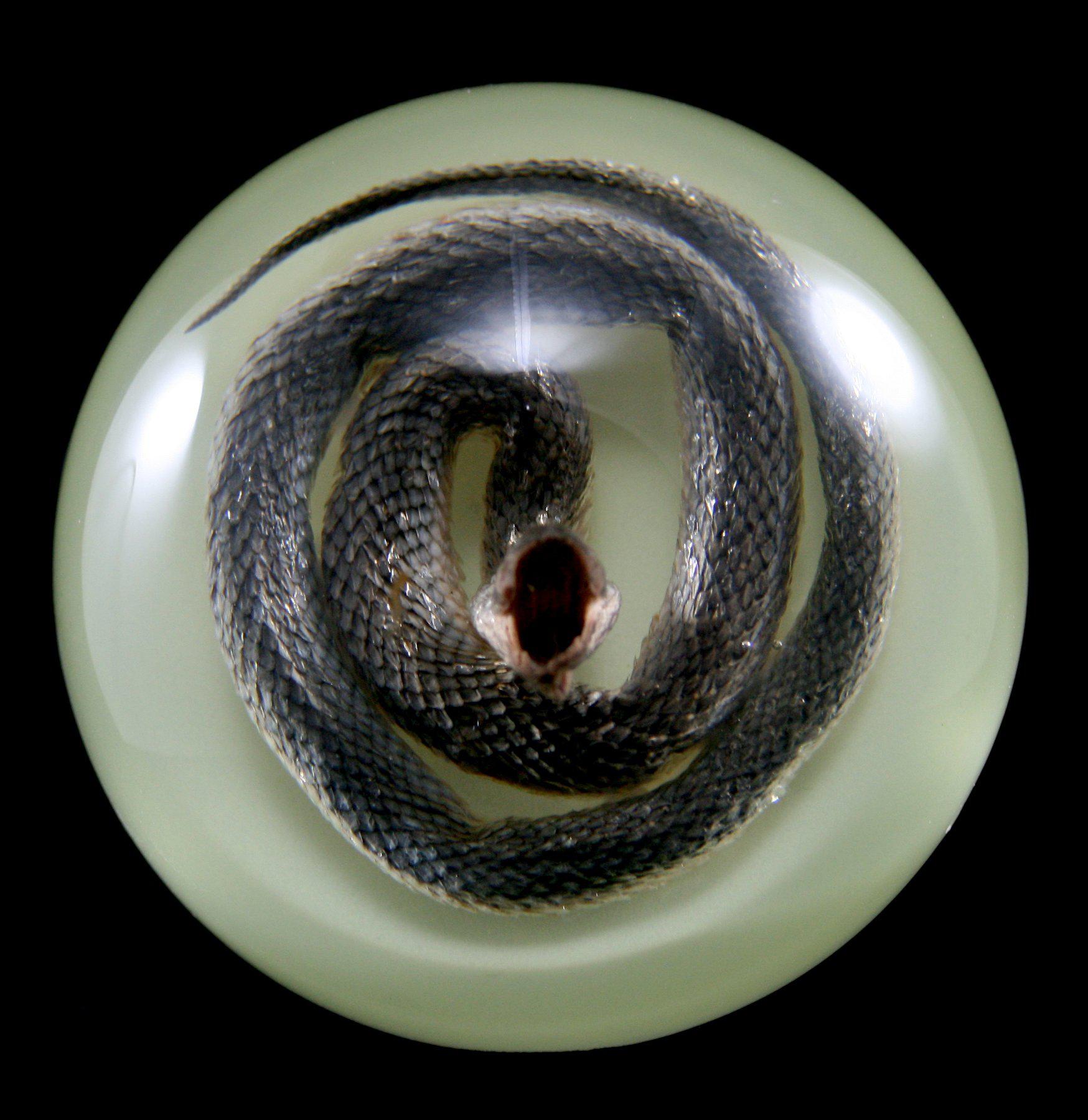 Glow in The Dark Snake Paperweight - Novelty Desk Accessory for Office, Home & Gifts - Perfect for Nighttime Use & Decoration