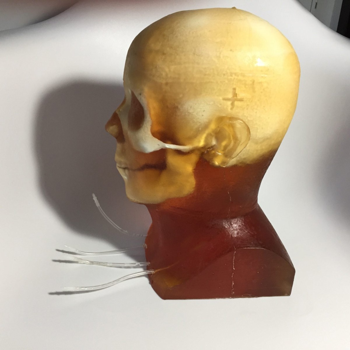 High-Quality Dynamic Adult Head Phantom for Ultrasound, MRI & CT Scans - Perfect for Medical Training & Diagnostic Equipment Testing