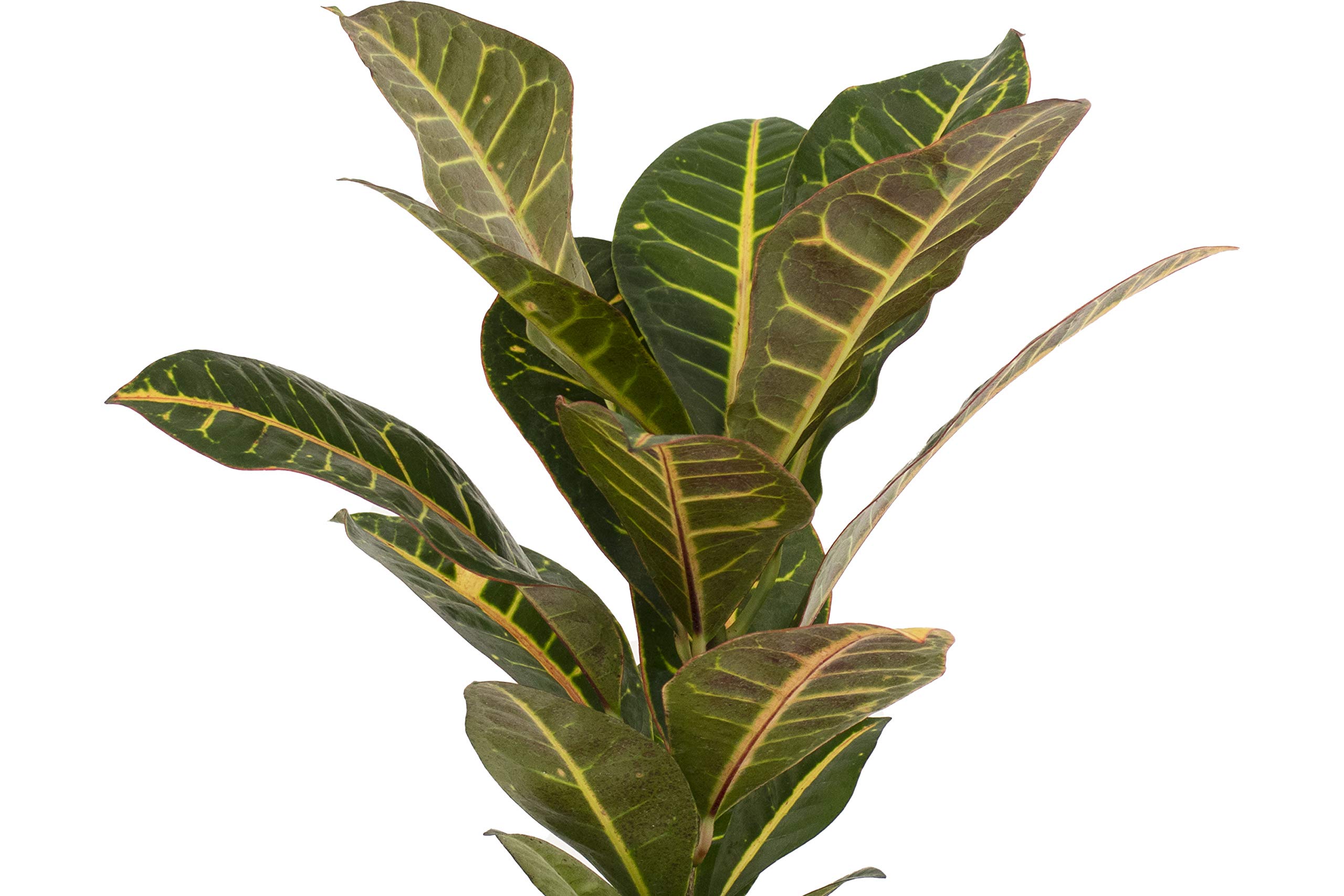 Live Croton Petra House Plant | Air Purifying Indoor & Outdoor Plant | Mature Succulent for Home & Office Decor | Perfect for Living Rooms, Bedrooms & Patios
