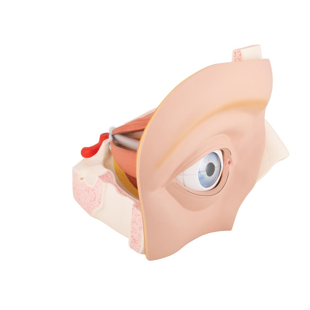 5X Enlarged Human Eye Anatomy Model - 12-Part Giant Eye Structure for Medical Students & Science Education | Perfect for Classrooms, Labs & Study