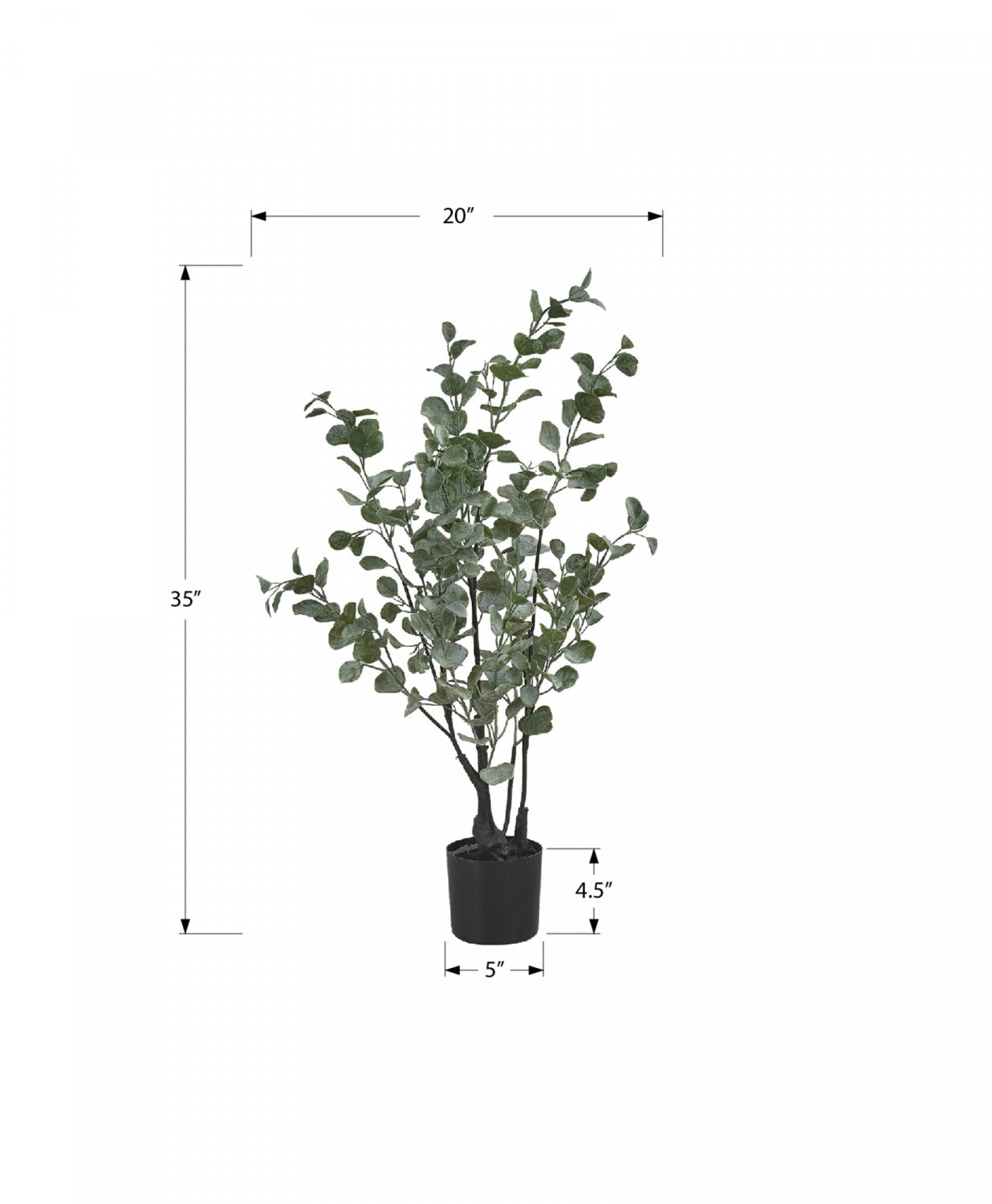 35 Eucalyptus Plant with 5 Black Pots - Fresh Green Indoor/Outdoor Decor for Home, Office, and Garden