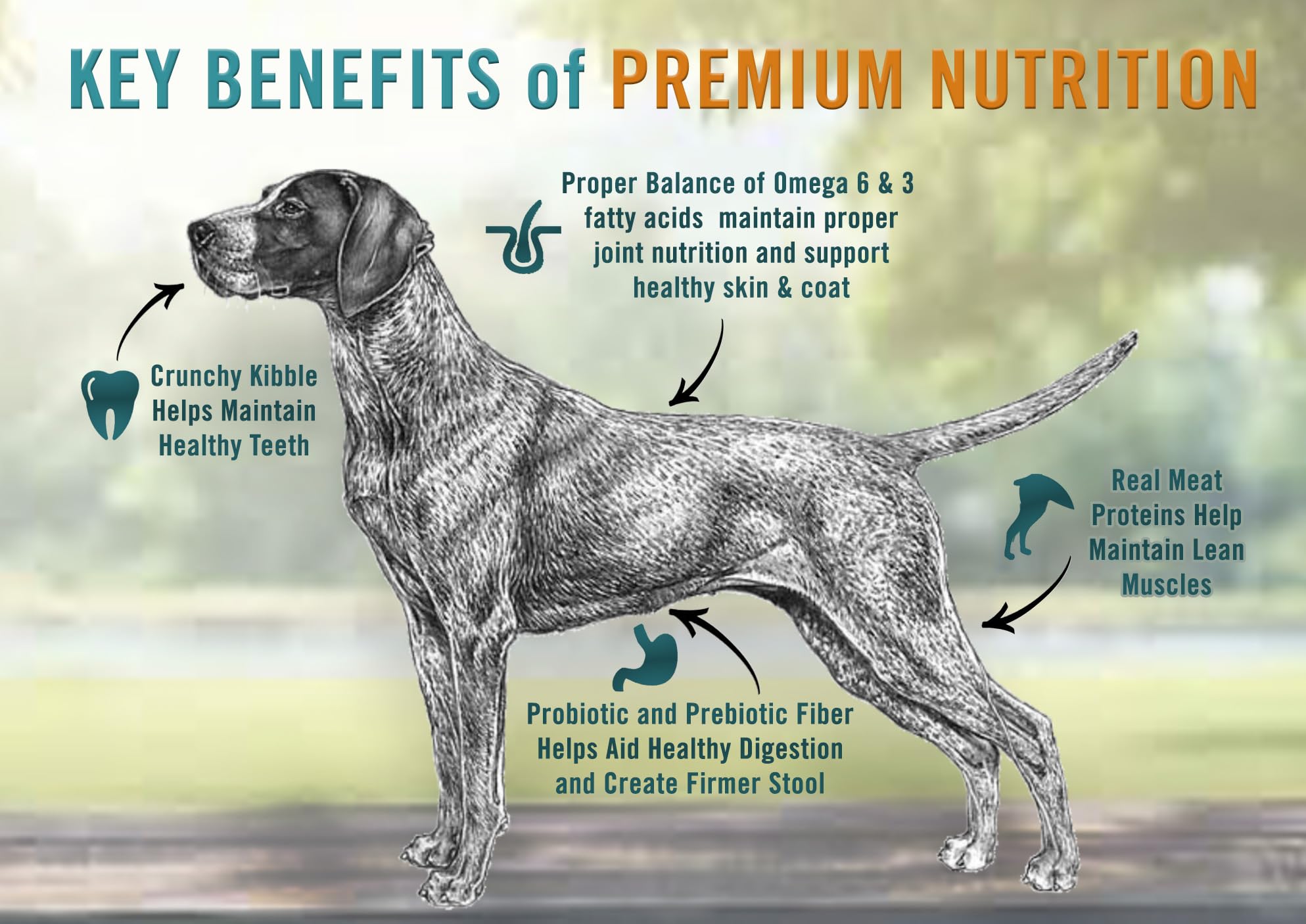 Chicken Soup for the Soul Classic Dry Adult Dog Food - Beef & Brown Rice Recipe, 28lb Bag | Soy Free, Corn Free, Wheat Free, Natural Ingredients | Premium Kibble for Large & Medium Breed Dogs, Ideal for Daily Meals & Training Treats