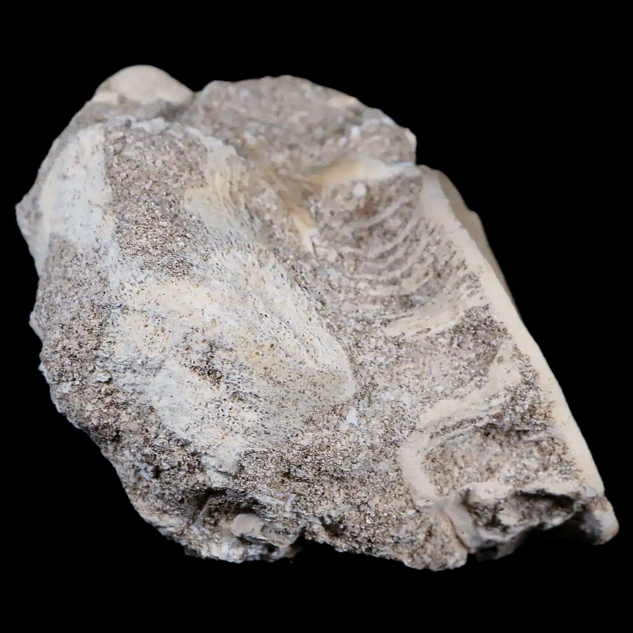 49MM Otodus Obliquus Shark Vertebrae Fossil Bone in Matrix from Morocco with COA - Authentic Prehistoric Fossil for Collectors, Home Decor & Educational Display