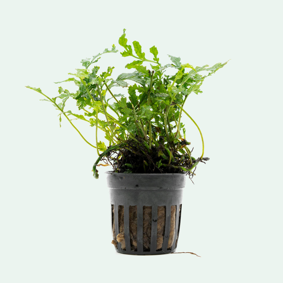Bolbitis Difformis Aquatic Plant - Live Freshwater Fern for Aquariums & Terrariums | Perfect for Aquascaping, Shrimp Tanks & Natural Decor
