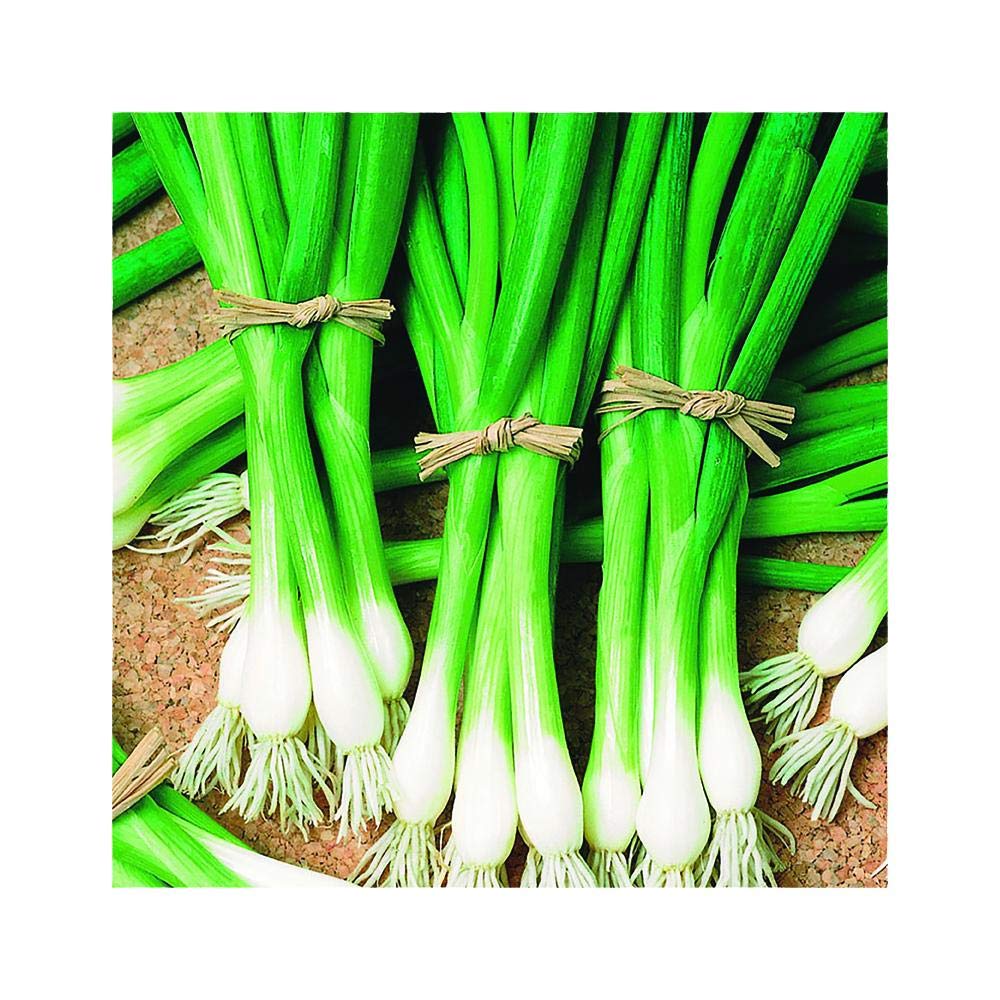 Park Seed Warrior Bunching Scallion Onion Seeds - 200 Pack | Easy to Grow, Fast-Germinating Spring Garden Seeds for Home Gardening, Cooking & Fresh Salads