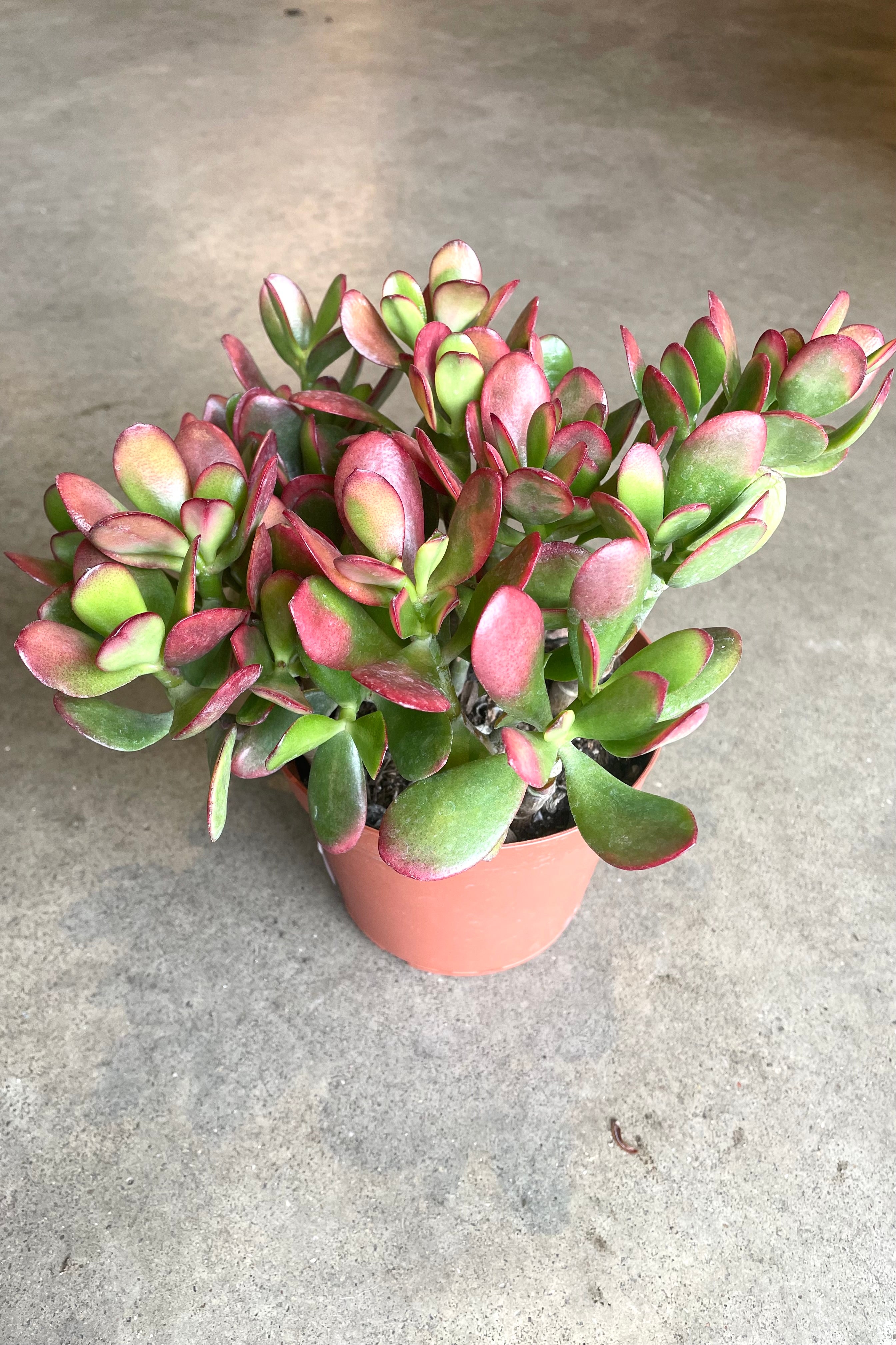Crassula ovata 'Sunset' Jade Plant - 6 Inch Succulent for Home Decor, Office Desk, and Indoor Gardening | Low Maintenance Houseplant for Beginners