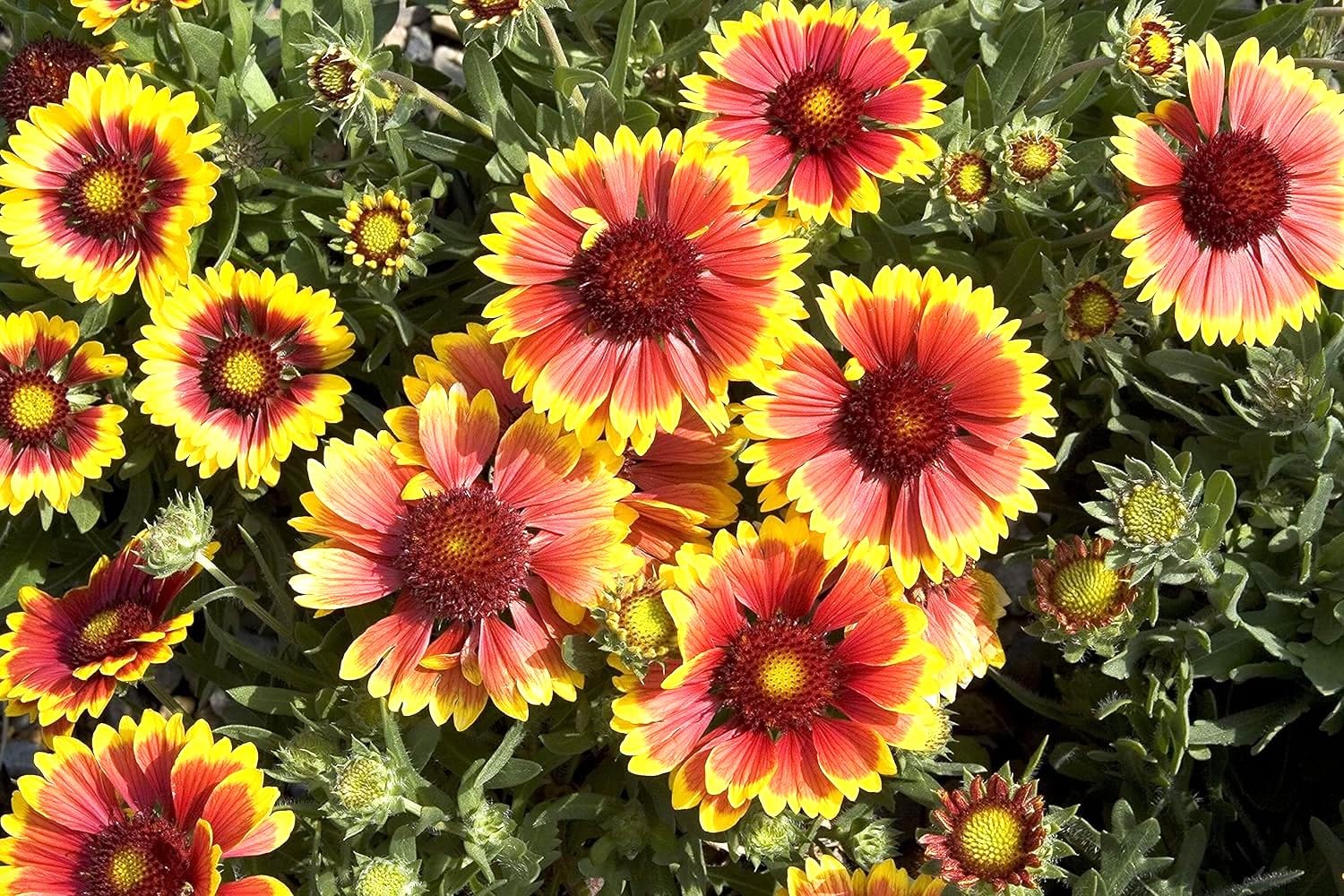 David's Garden Seeds Native American Blanketflower 200 Non-GMO Heirloom Seeds for Pollinator Gardens & Drought-Resistant Landscaping