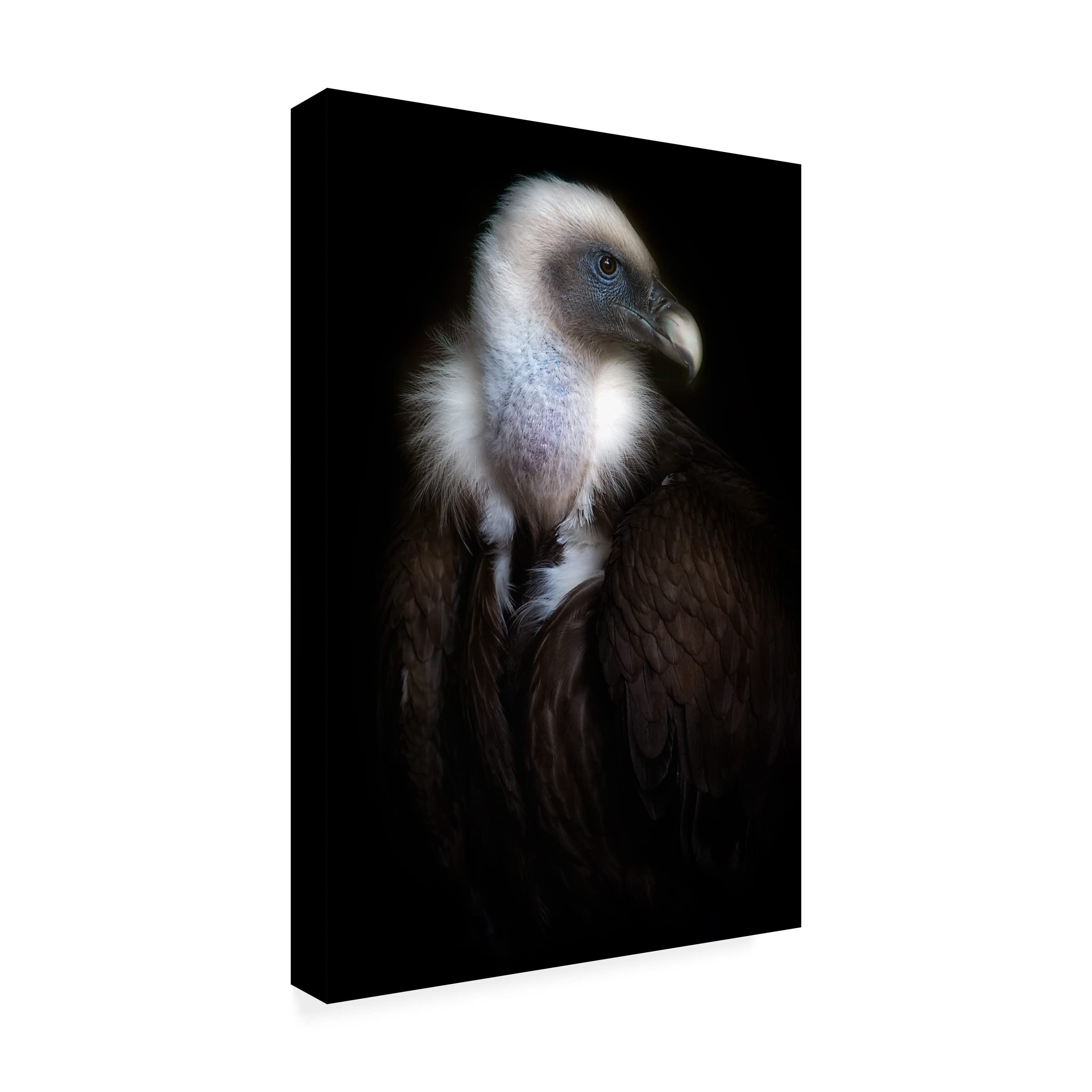 Trademark Fine Art 'Vulture Portrait II' Canvas Wall Art by Santiago Pascual - Wildlife Home Decor for Living Room, Office & Bedroom