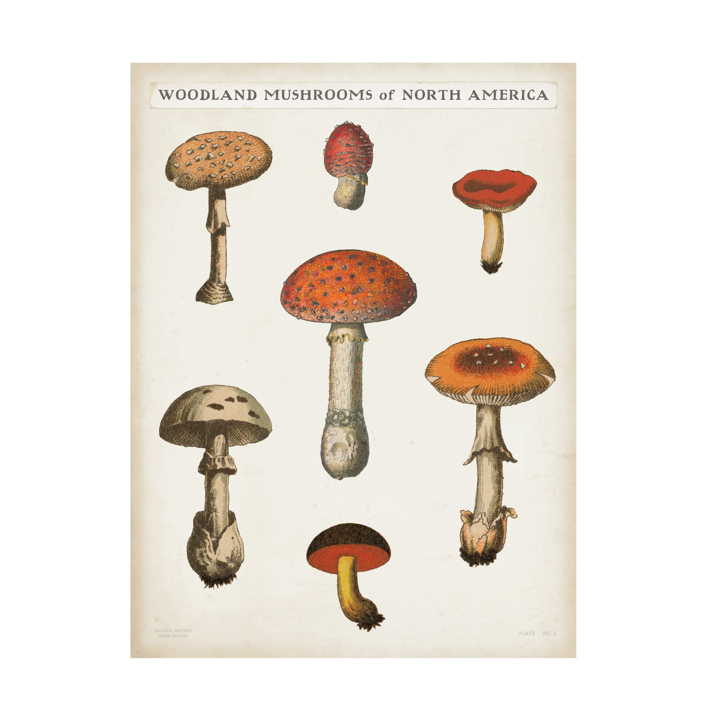 Trademark Fine Art 'Mushroom Chart III Light' Canvas Wall Art Print by Wild Apple - 24x32 Inches - Nature Decor for Living Room, Bedroom & Office