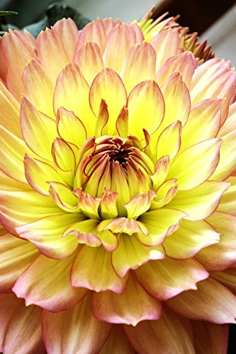 Vibrant Dahlia Macro Yellow Flower Laminated Poster - 20x30 Inch Home Decor with Bright Colors & Vivid Details - Perfect for Living Room, Bedroom, Office Wall Art & Gift Ideas