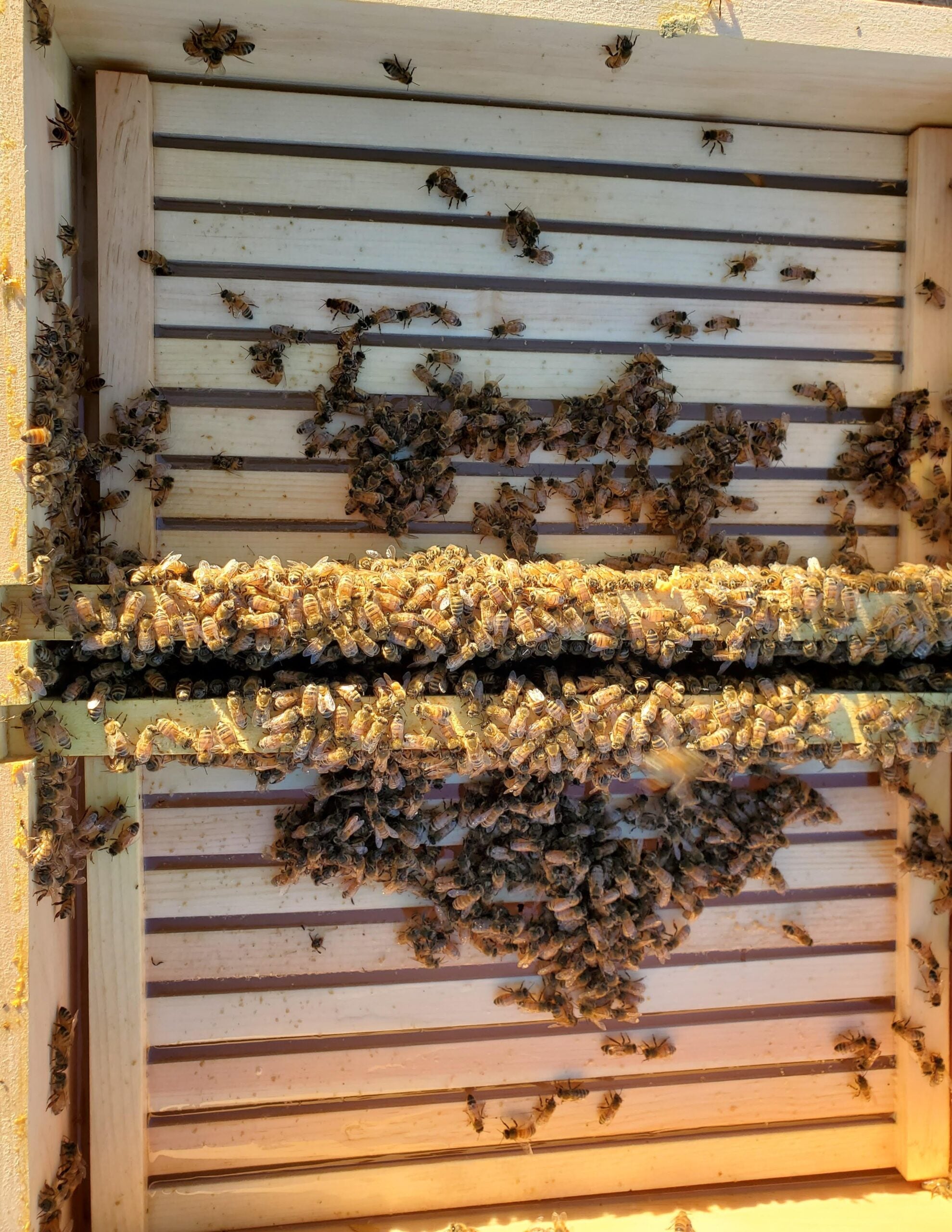 Premium Wooden Top Feeder with Wax Dipping - 10 Frame Beehive Feeder for Beekeeping & Honey Production | Ideal for Hive Maintenance & Beekeeping Supplies