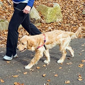 Premium Easy Walk® No-Pull Dog Harness for Small Dogs - Comfortable & Adjustable Pet Walking Harness for Training - Perfect for Daily Walks, Jogging & Outdoor Adventures