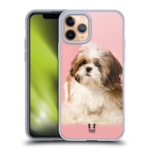 Shih Tzu Puppy