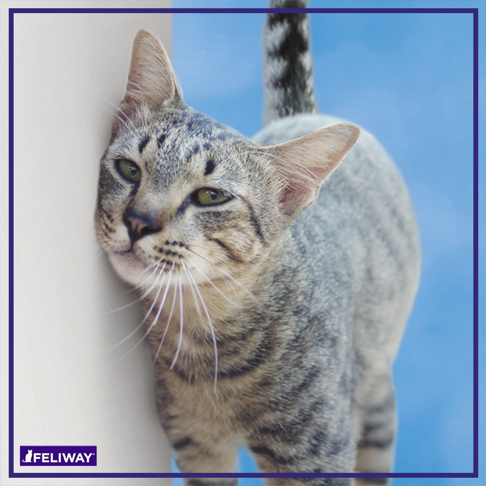FELIWAY CLASSIC Diffuser Refill 3-Pack (90 Day Supply) - Calming Solution for Cats to Reduce Stress, Urine Spraying & Scratching - Compatible with FELIWAY Diffusers - Perfect for Multi-Cat Homes, Travel & Vet Visits