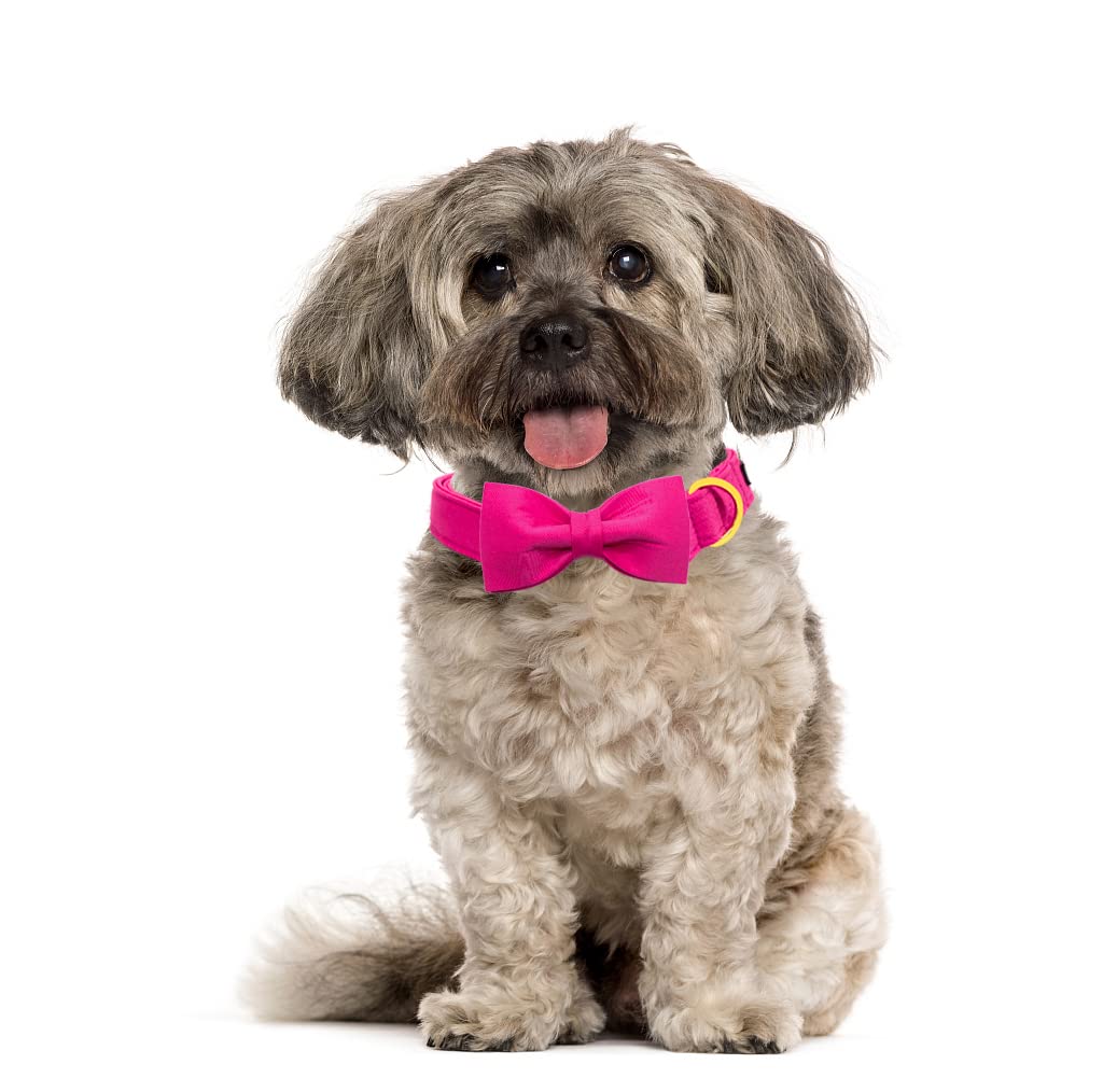 Premium Maca Bates Dog Collar with Rose Red Bow Tie | Adjustable Breakaway Collar for Small Medium Large XL Dogs | Birthday Gift for Puppies & Pets | Perfect for Special Occasions, Photo Shoots & Daily Walks