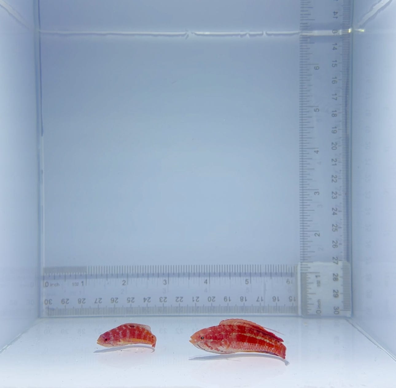 Diamond Tail Wrasse Fish Pair - Live Saltwater Aquarium Fish for Reef Tanks | Perfect for Marine Aquarium Enthusiasts & Coral Reef Ecosystems