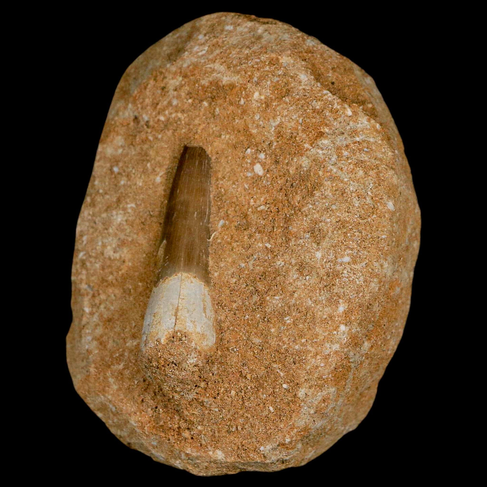 1.5 Inch Authentic Plesiosaur Zarafasaura Tooth Fossil in Matrix - Cretaceous Dinosaur Era Specimen with COA - Perfect for Fossil Collectors, Paleontology Enthusiasts, and Educational Displays