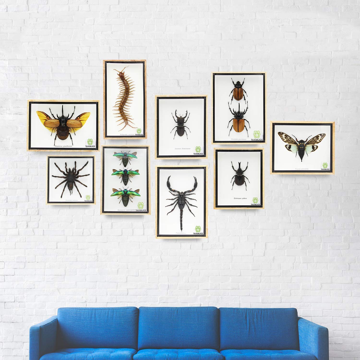 Odontolabis Elegans Beetle Taxidermy Display - Male & Female Entomology Specimen in Wooden Frame Box | Insect Collection, Home Decor, Educational Display