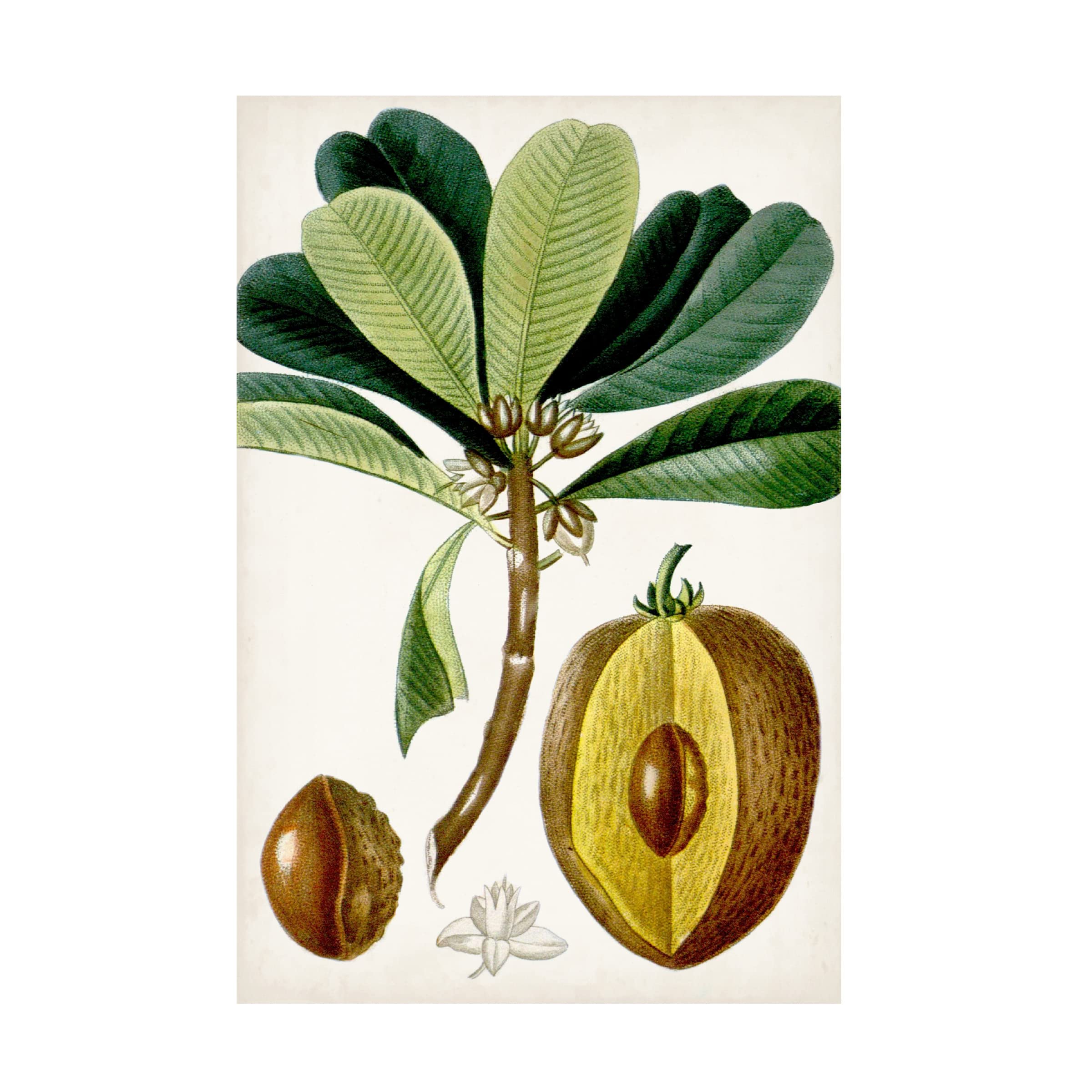 Trademark Fine Art 'Turpin Tropical Fruit VI' Canvas Wall Art Print - Vibrant Tropical Fruit Painting for Home, Office & Kitchen Decor