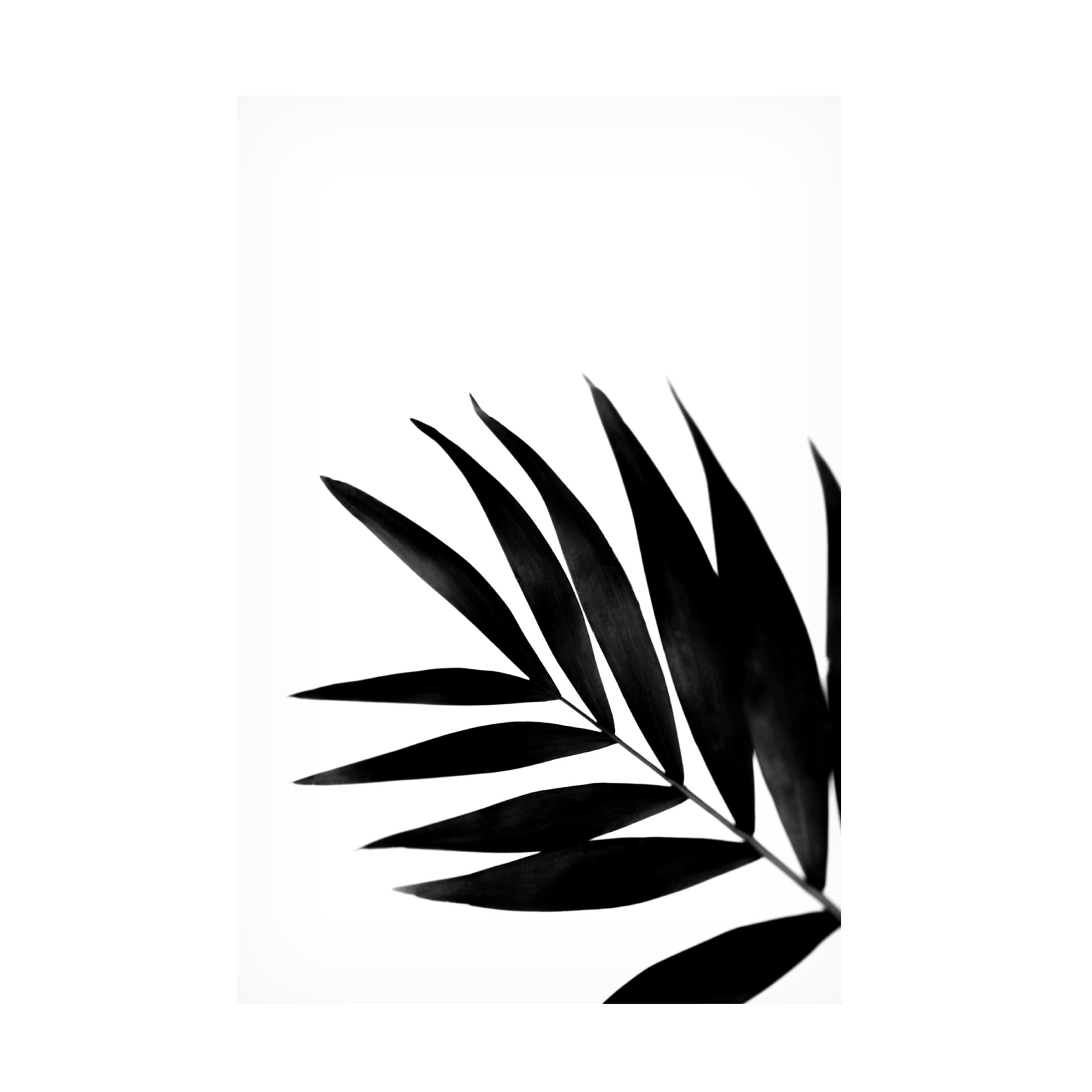 Renee W Stramel 'Black Palms II' Canvas Wall Art Print - Tropical Palm Tree Home Decor for Living Room, Bedroom & Office - Modern Framed Artwork for Beach House & Coastal Style Interiors
