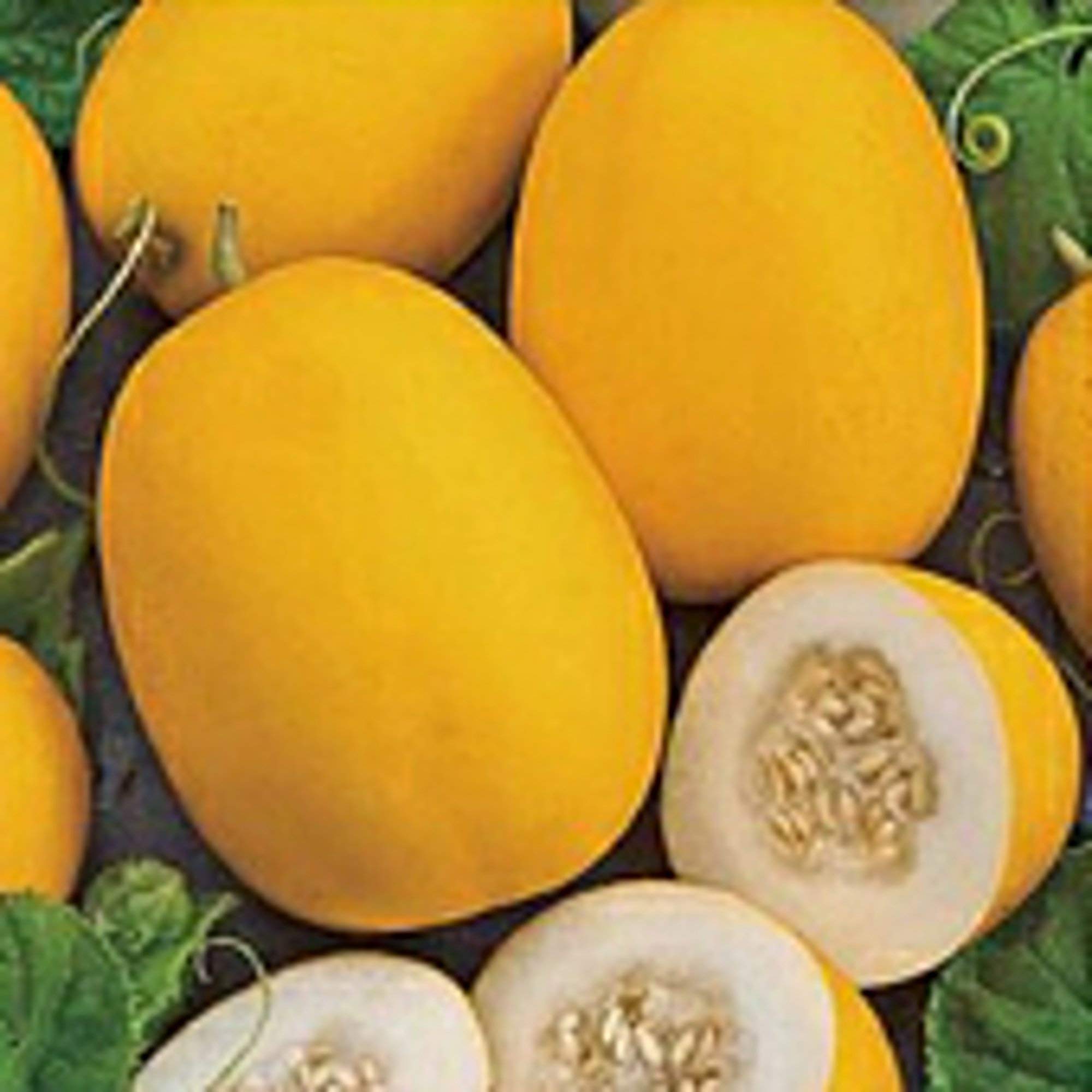 Heirloom Vine Peach Melon Seeds - Non-GMO, Organic (25+ Seeds) for Home Gardening, Fresh Fruit Harvest & Edible Landscaping