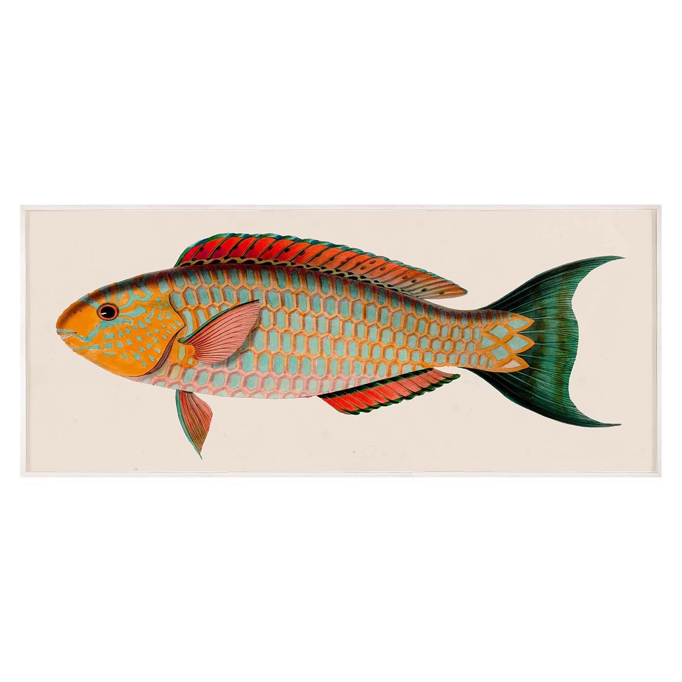 Bennett Fish 1 - Premium Freshwater Aquarium Fish for Home & Office Tanks - Perfect for Beginners & Aquascaping Enthusiasts