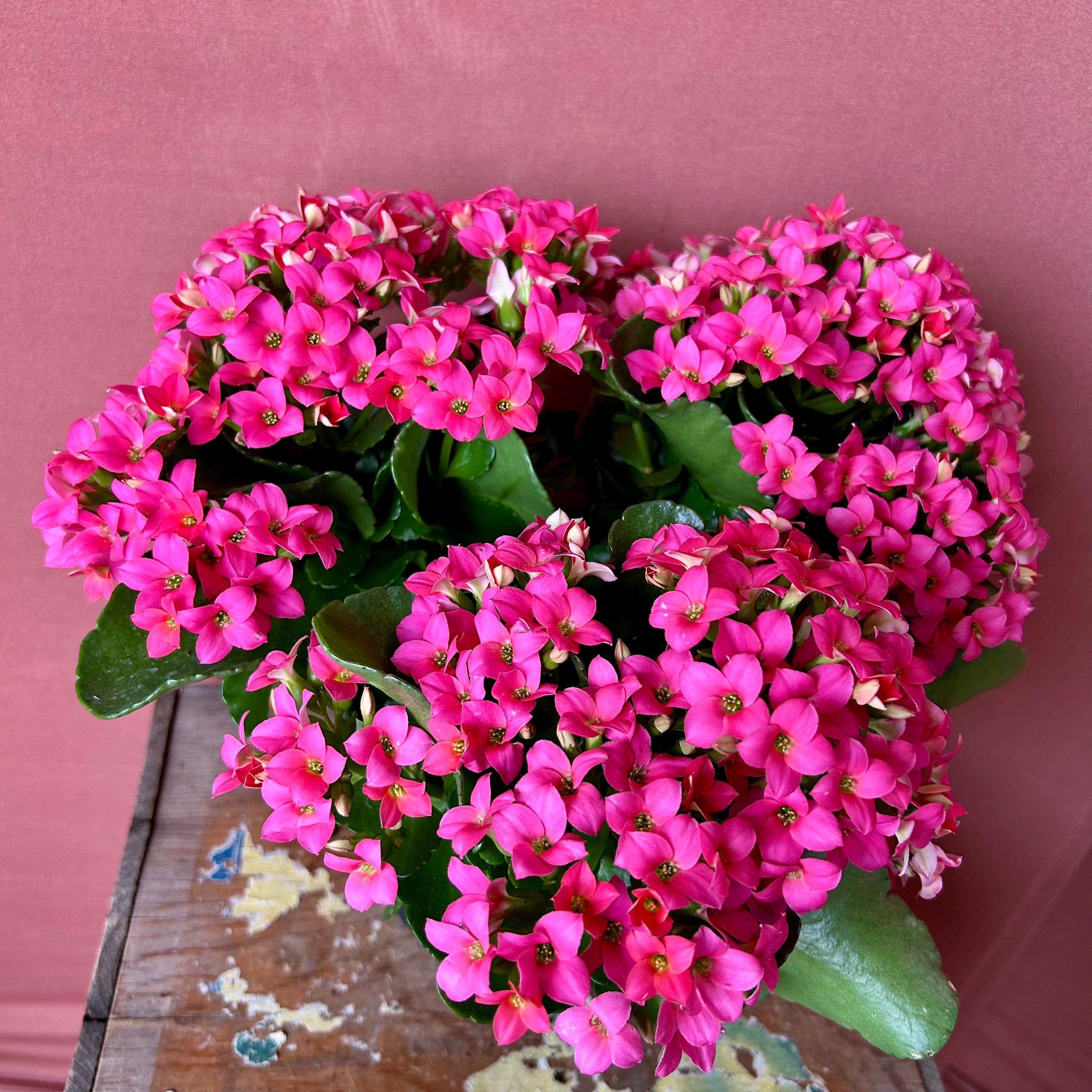 Kalanchoe Succulent Plant - Medium Size - Perfect for Home Decor, Office Desk & Gift Giving