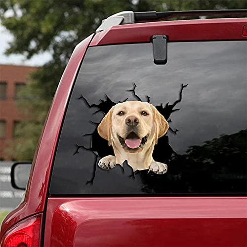 Labrador