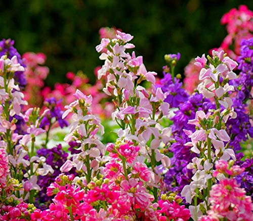 Brompton Common Hoary Stock Dwarf Mix Seeds (Matthiola Incana) - Non-GMO Annual Flower Seeds for Gardens, Borders & Containers