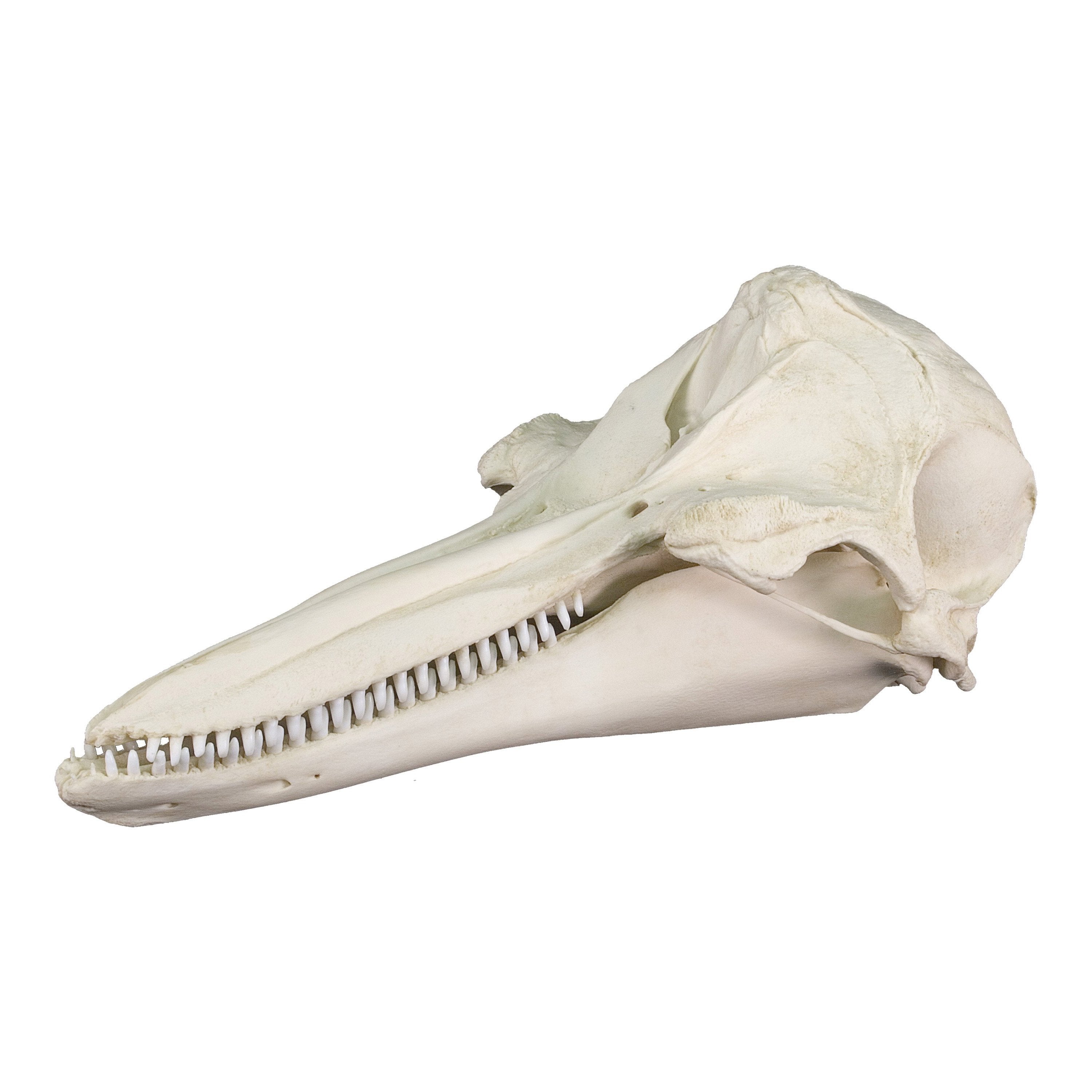 Authentic Replica Bottlenose Dolphin Skull - Lifelike Marine Biology Specimen for Home Decor, Educational Display & Ocean-Themed Collections | Perfect for Science Classrooms, Beach House Decor & Unique Gifts